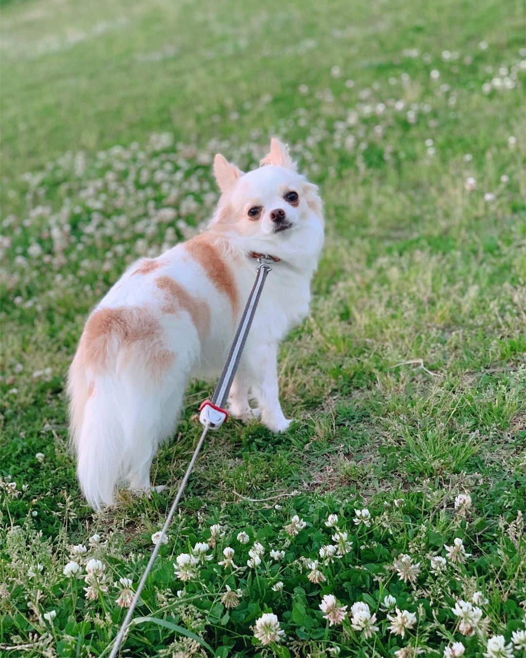 朝風れいさんのインスタグラム写真 - (朝風れいInstagram)「今日はお天気悪かったので、一歩も外へ出ず… ・ ・ ・ 明日はまた外の空気吸いに、お散歩しようね、くるたん💚🌼✨ ・ ・ ・ #いつかの #お散歩 ・ ・ #夕陽 と　#緑 と　#お花 と #くるみ #宝物 #チワワ #chiwawa #犬 #dog #3歳 #4ヶ月 #クリスマス生まれ #甘えん坊 #黒豆みっつ #童顔 #チワワ部 #いぬすたぐらむ #親バカ #dogstagram #kuruminstagram #いつかのって #最近だけど #笑 #素敵な週末を #相変わらず #stayhome #がんばろう 解禁された方も気を付けてお過ごし下さいね✨」5月17日 0時14分 - rei.wd