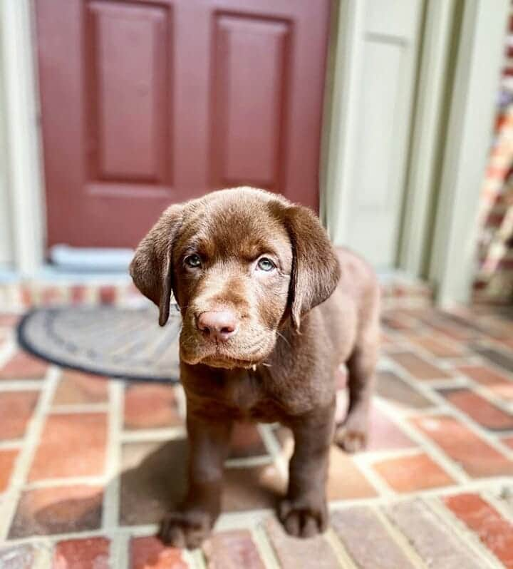 World of Labradors!さんのインスタグラム写真 - (World of Labradors!Instagram)「Meet Gibbie! - @gibbiethegoodboy」5月17日 0時41分 - worldoflabs