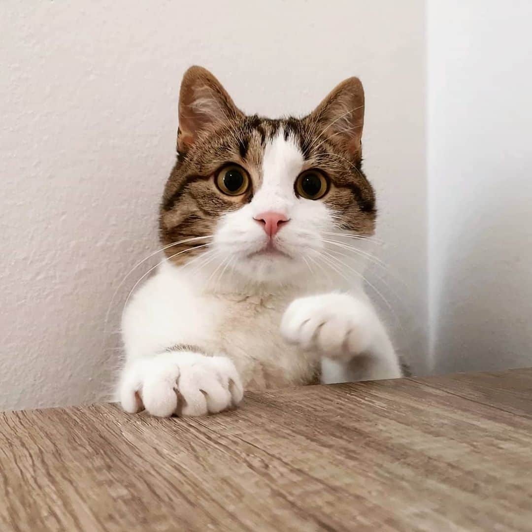 CatStockerのインスタグラム：「Hello! #catstocker is here!  Follow our FURRriend @theofficialmessicat  Scroll right for more pictures 👉 . . . . . . #cat #neko #mačka #chat #kočka #котка #kotek #kot #кіт #mače #кошка #кот #katze #gato #gatto  #子猫 #kattunge #猫 #고양이 #貓 #kedi #köttur #kissanpentu #חתול #кішка #子猫 #고양이새끼 #kitty #cats」