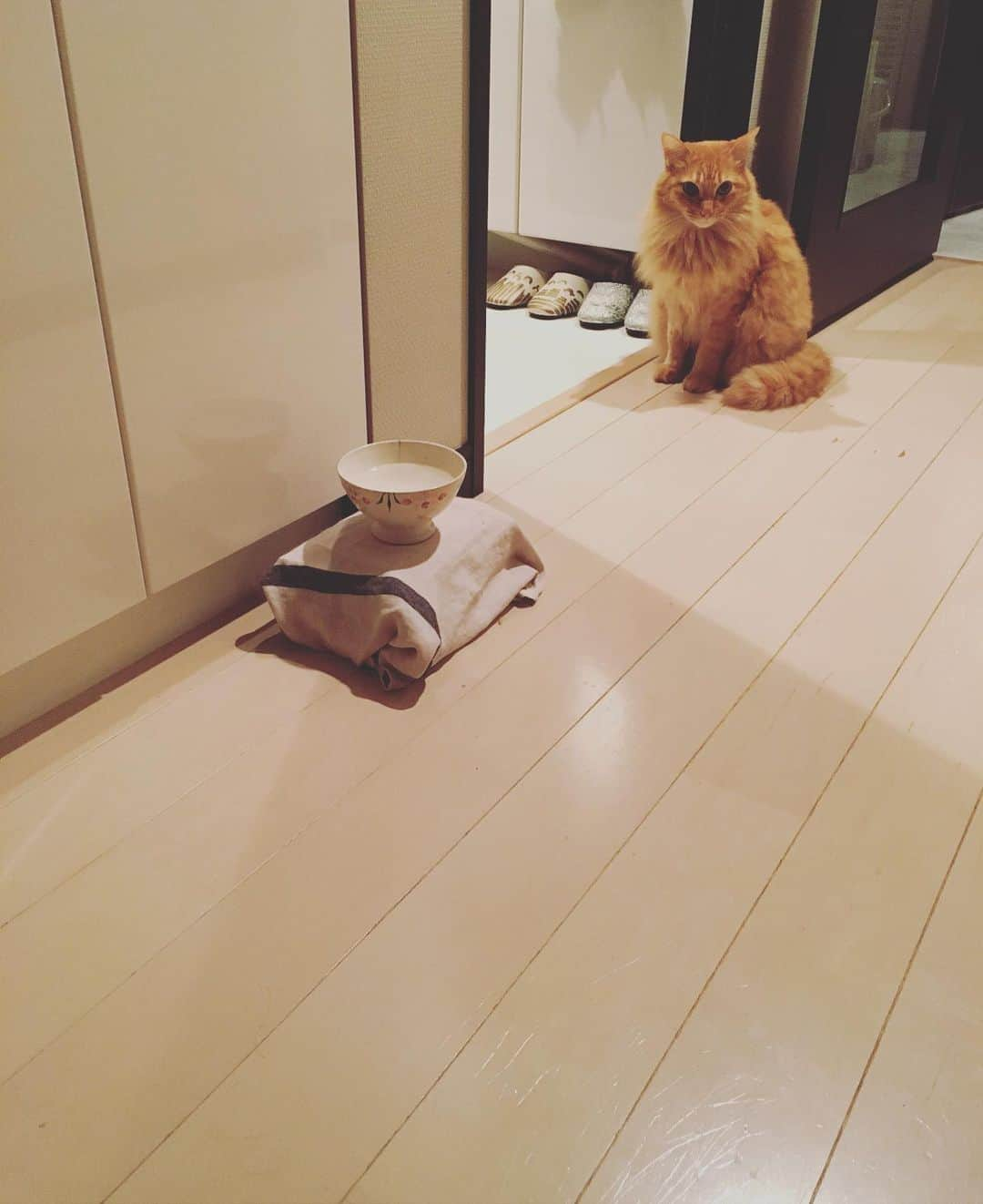 猫沢エミさんのインスタグラム写真 - (猫沢エミInstagram)「ユピ坊は、私をお風呂に入れる係。  どんなに仕事終わりが遅くなっても、起きて待っていてくれる。  ありがとうね。  #ユピ坊」5月17日 2時12分 - necozawaemi