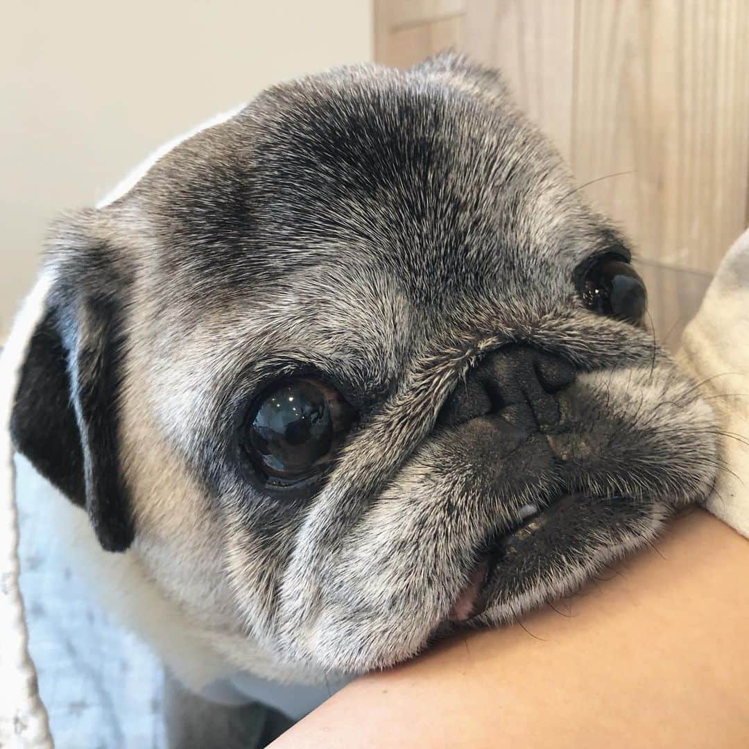 八兵衛のインスタグラム：「Hachibei🐶 * * 不満なひと。 * * #空腹  #ほぼ黒パグ #おじいちゃん犬 #pug #puggy #puglife #puglove #petstagram #pugstagram #pugsofinstagram #pugs #dog #ふわもこ部  @igersjp #IGersJP #east_dog_japan #pecoイヌ部 #八兵衛 #はちべえ #朝ワンコ夕ニャンコ」