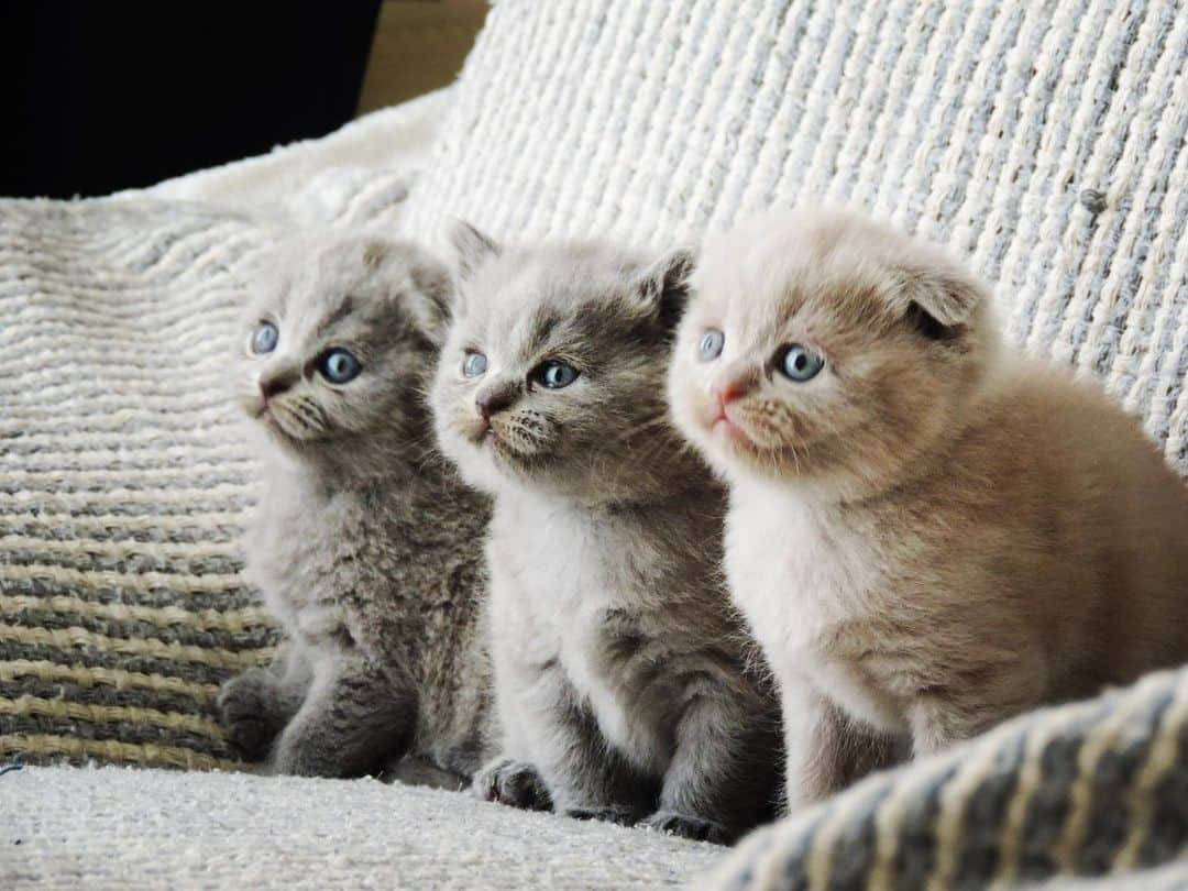 minik_catsのインスタグラム：「3 minik throwback 😍🥳❤️ #cat  #cats  #cutecats  #scottishfold  #britishshorthair  #catsofinstagram  #catslover  #quarantine  #paw #katzen  #katzenbabys  #vsco #tbt #tb」