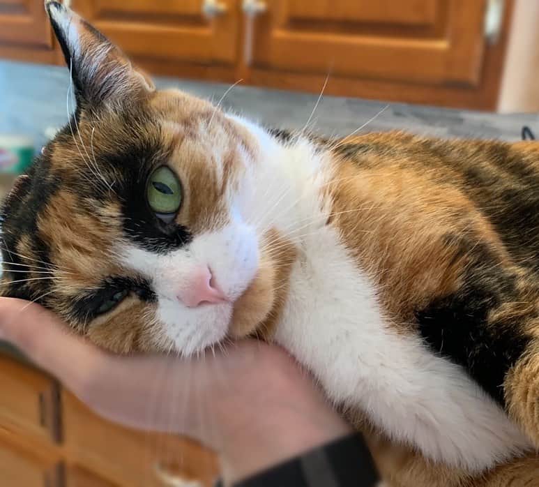リリーのインスタグラム：「It’s exhausting being this cute. Happy #caturday 😽 . . . . . #lillycrazyeyes #quarantine #stayhome #catsofinstagram #9gag #calico #instacat #meowstagram #meow #meowdel #instacalico #calico  #cute #tired」