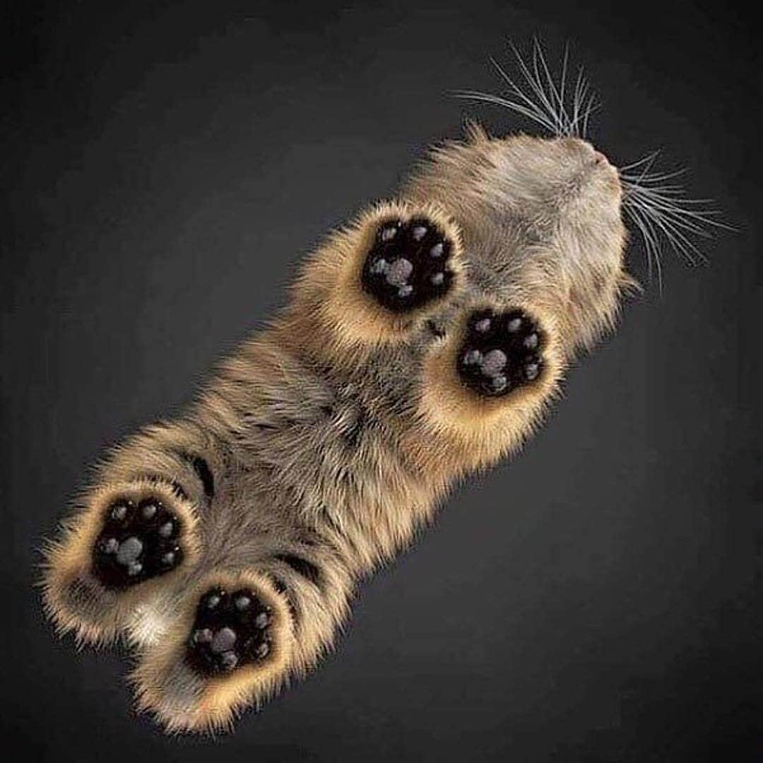 Cute baby animal videos picsさんのインスタグラム写真 - (Cute baby animal videos picsInstagram)「Cats from below 😍😍 From . @nanookpinky @pearlandmilton @itsvix_h @alliethecallie @charlie.rendon @foxkiss_somalicats @favathecat」5月17日 3時50分 - cutie.animals.page