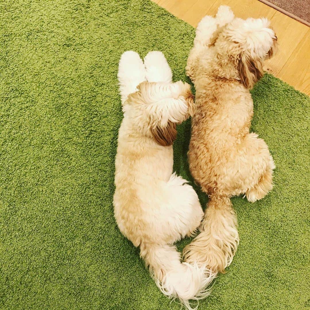 北山陽一のインスタグラム：「手繋いでる感じ？ #きたやまおもち #きたやまおかき」