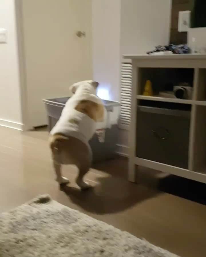 DogsOf Instagramのインスタグラム：「“Don’t worry I wasn’t harmed and as fast as I jumped my daddy came to save me! The weirdo laughing is my mom...📽” writes @lucyinthe6ixbulldog  #dogsofinstagram」