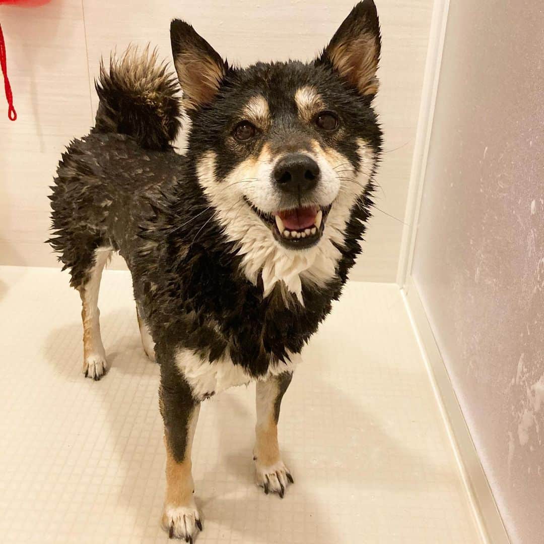 vo_coのインスタグラム：「🐕🚿 飼い主の骨折やこたつの神経痛、小僧の保育園休園等が重なり約2ヶ月洗われてなかった黒まんじゅう 手触りもぺっとりしてたし犬臭くなってたから念入りにシャンポーされました 毛は抜けなかったけど、風呂場のタイルの目地に細かい砂みたいのがたくさん溜まってた…どんだけ薄汚れてたんだ😅 iPhoneのカメラの性能が上がってて前みたいに柴ドリル撮れなくなった😂 * #シャンポーこた #新しいiPhoneでバーストしようとしたら動画しか撮れんやん #連写どうやるの #shibastagram #instashiba #shiba #shibainu #黒柴 #柴犬」