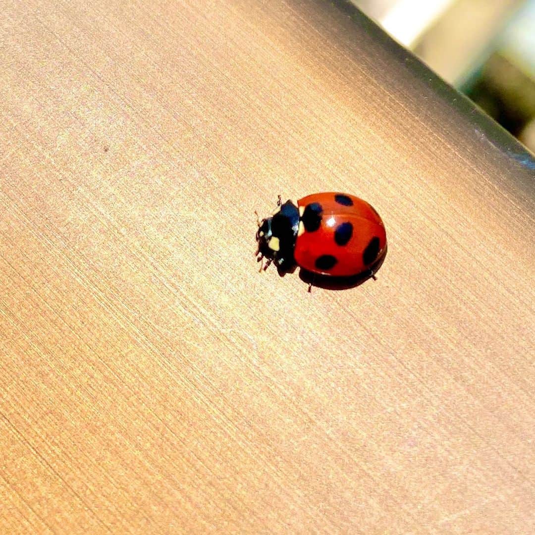 祥吉のグルメインスタ