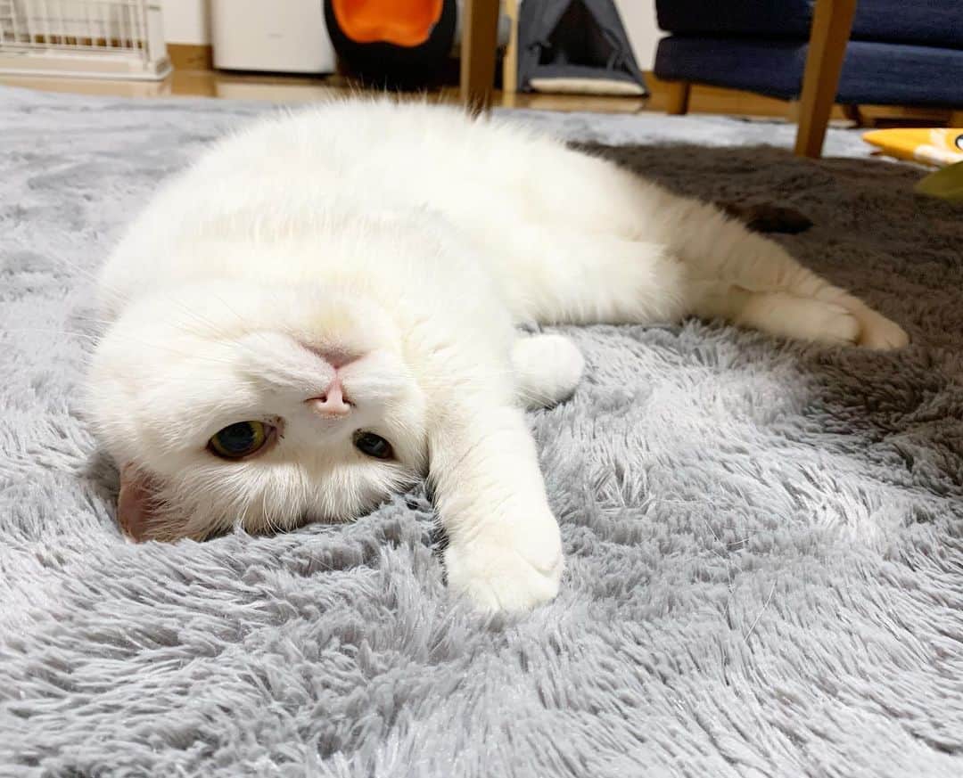 hanaのインスタグラム：「1.2枚目はご機嫌なハナちゃん🙂 3.4.5枚目はご機嫌ななめなハナちゃん😕  #ねこすたぐらむ #ねこのいる生活 #ねこのいる暮らし #ねこと暮らす  #cat #cats #catlover #cutecats #catsnap #catstagram #ilovemycat #adorble #ig_catclub #cats_of_instagram #kawaii #kawaii_cat #meowbox #bestmeow #fluffy #funnycritters #scottishfold #ねこ #ねこ部 #ネコ #猫 #スコティッシュフォールド #スコティッシュ」