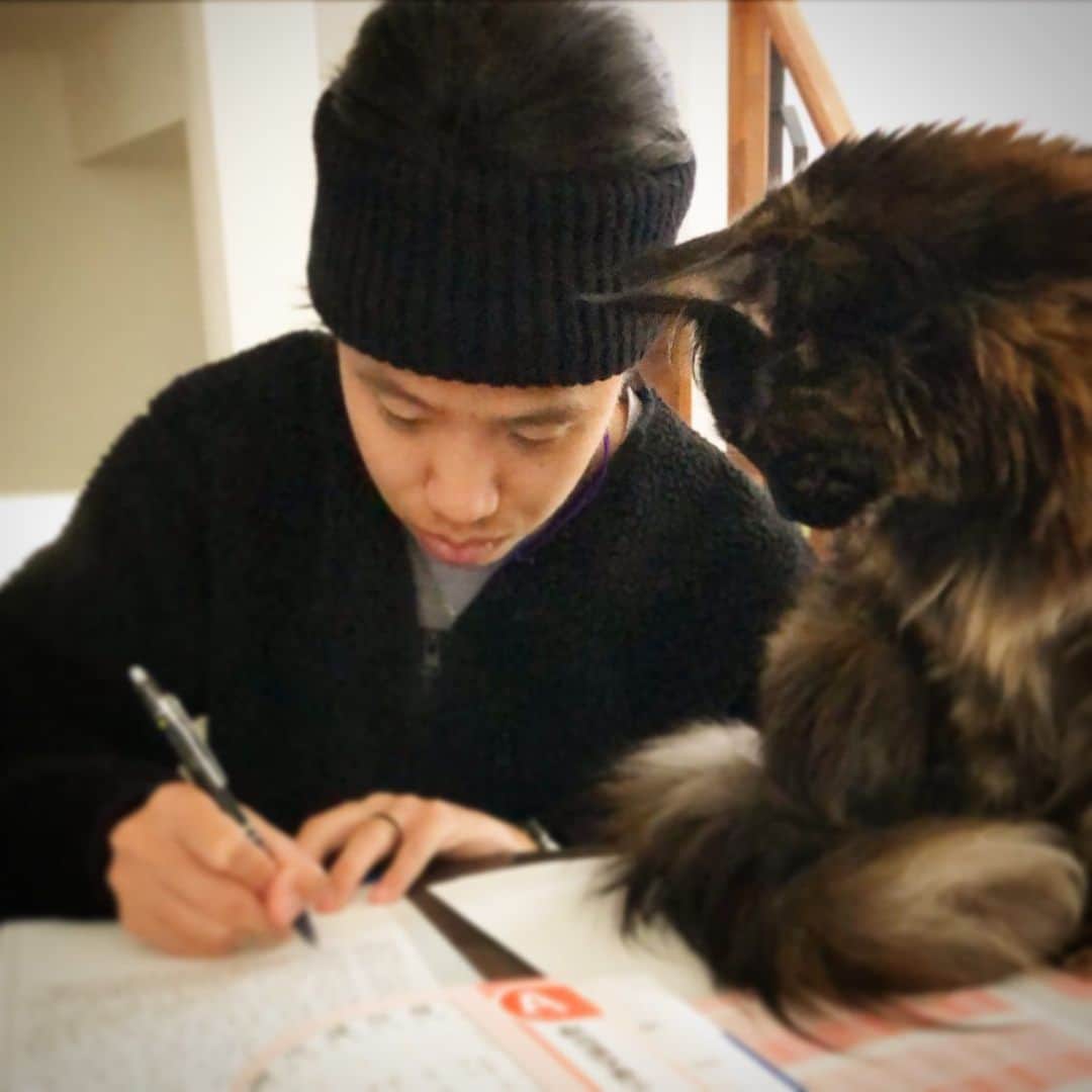 のインスタグラム：「監視付きで勉強です… なかなか集中できません…😜 #自宅学習 #漢字 #韓国語 #監視付き #メインクーン」