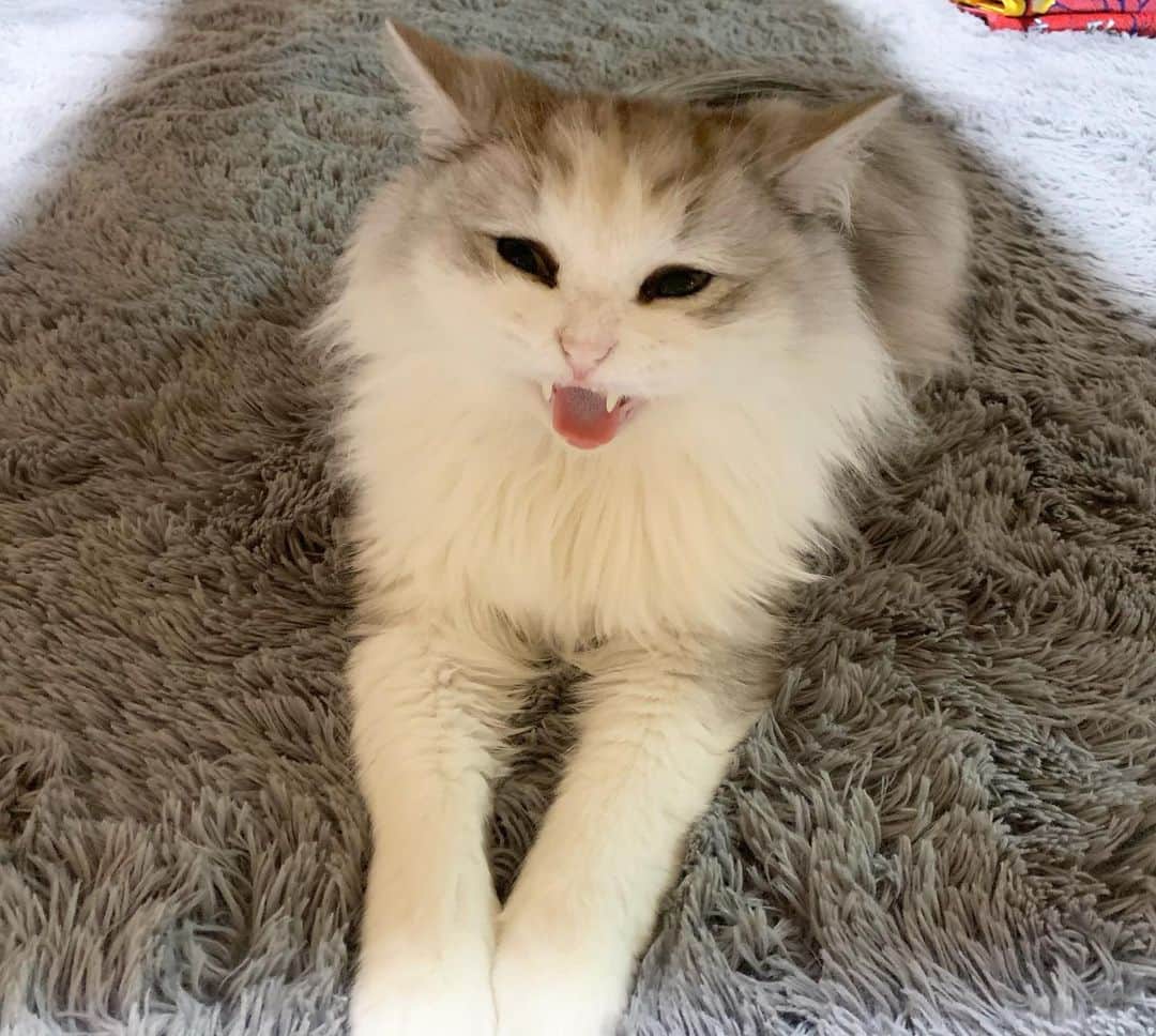 hanaのインスタグラム：「コスケもたまに悪い顔します😈笑  #ねこすたぐらむ #ねこと暮らす #ねこのいる生活 #ねこのいる暮らし #cat #cats #catlover #cutecats #catsnap #catstagram #ilovemycat #adorble #ig_catclub #cats_of_instagram #kawaii #kawaii_cat #meowbox #bestmeow #fluffy #funnycritters #scottishfold」