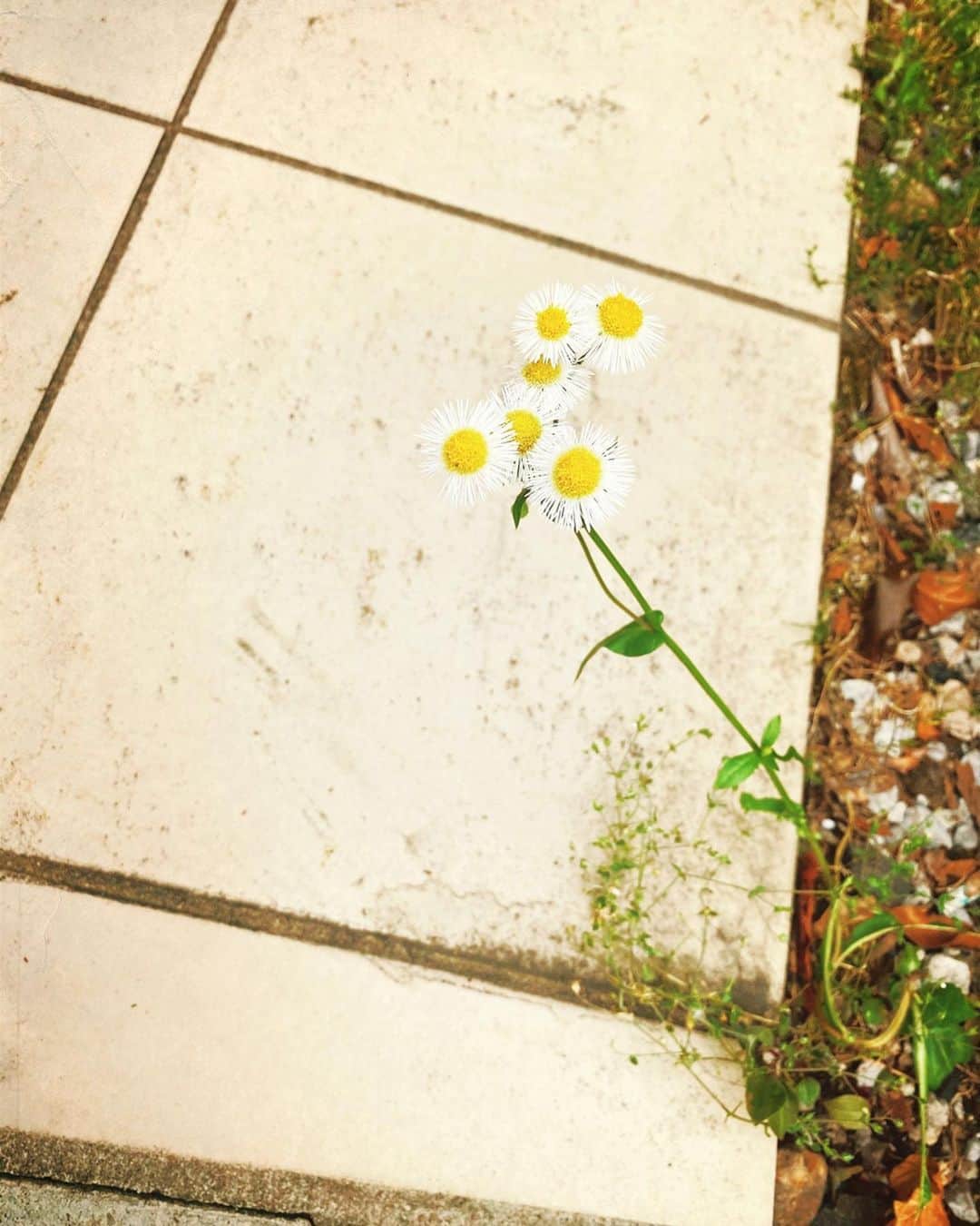 鈴木達央さんのインスタグラム写真 - (鈴木達央Instagram)「💐 #flowers」5月17日 16時25分 - ta2hisa_suzuki