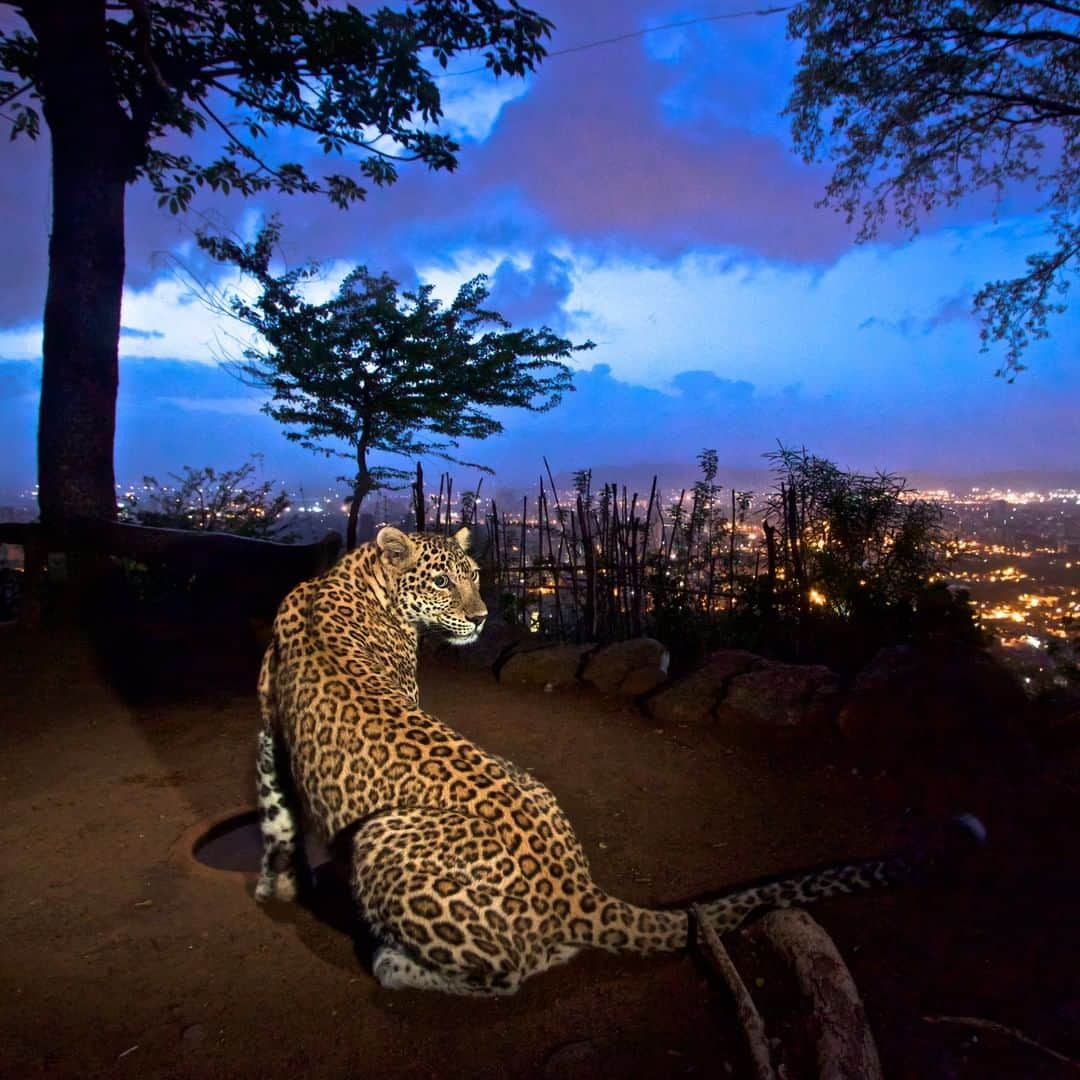 ナショナルジオグラフィックさんのインスタグラム写真 - (ナショナルジオグラフィックInstagram)「Photo by @stevewinterphoto | Thousands of big cats, like leopards, tigers, and lions, lose their lives every year through conflicts with people, either because they kill their cattle or sometimes people themselves. But big cats can also act as  buffers against diseases like rabies. When I was in Mumbai photographing these city-dwelling leopards, I couldn’t help but notice that there were many reports that they eat stray dogs. My cameraman and assistant, big-cat biologist @alexbraczkowski, worked with a team of scientists in Australia and found that Mumbai’s leopards likely save nearly 100 human lives a year by eating stray dogs that might have bitten people. They also save the Mumbai municipality nearly $20,000 annually in dog management costs. Everything is interconnected.」5月17日 7時35分 - natgeo