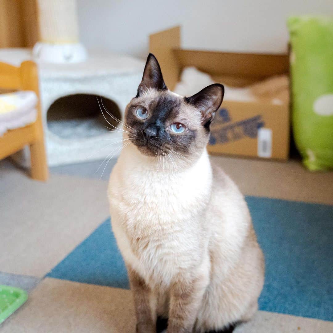 マアルのインスタグラム：「チョコちゃん #🐈 #北海道 #旭川市 #ペットホテル #シャム猫」