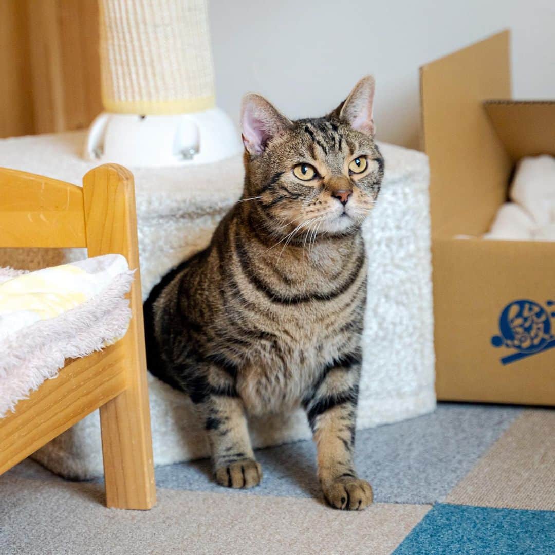 マアルのインスタグラム：「ココアさん #🐈 #北海道 #旭川市 #ペットホテル #アメリカンショートヘア」