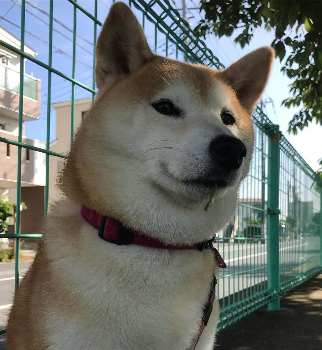 柴犬のモモさんのインスタグラム写真 - (柴犬のモモInstagram)「おはようございます。お口から何か出てる #いぬ #イヌ #犬 #柴犬 #赤柴 #日本犬 #犬バカ部 #ふわもこ部 #いぬら部 #癒しわんこ #柴犬マニア #犬のいる暮らし #口角キュキュッと部 #shiba #shibainu #shibadog #dogstagram #dogsofinstagram #shibastagram #shibasofinstagram #shibamania #inu #instadog #toyota_dog」5月17日 9時05分 - shi_ba_i_nu_momo