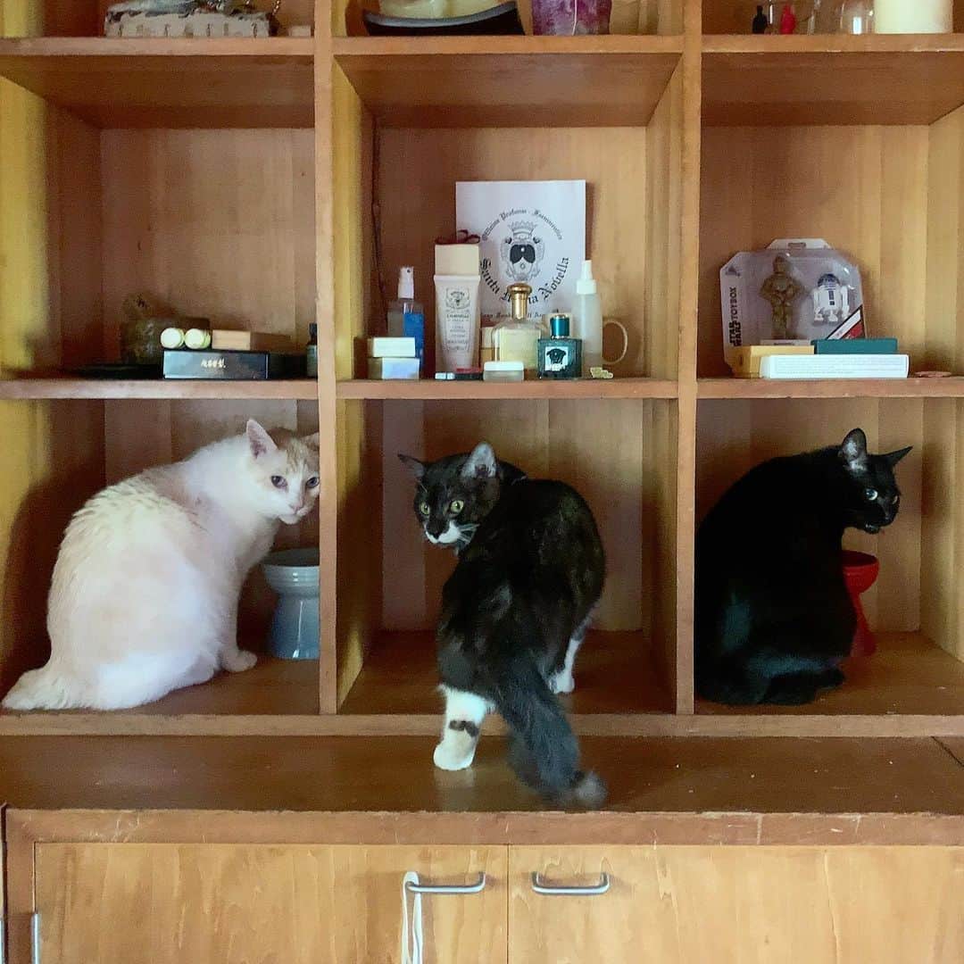 池内万作さんのインスタグラム写真 - (池内万作Instagram)「ポストパンデミックの飲食のあり方を模索するお三方。 #イケウチ家の猫 #しろっさん #くろっさん #たらっさん」5月17日 9時58分 - mandeshita