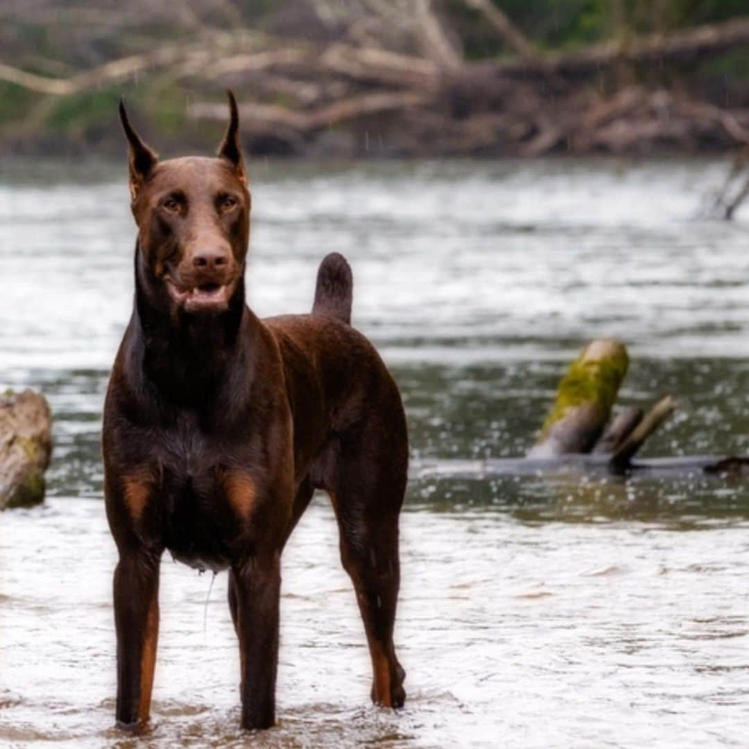 ホープ・ソロのインスタグラム：「‪We‘re brokenhearted to share that Conan passed away from blood loss last night. He fought up until the very end.‬ We’re crushed. Just a dog running through the woods, trying to make his way home. We bought our 60-acres so our dogs have space to run and live their most full lives.‬ Conan was kind and loving. He wandered 30 yards off our property when he was shot. As animal lovers we are struggling to make sense of anyone using their right to own guns to shoot pets of any kind. We have had pets come onto our property and always helped them get home safe.‬」