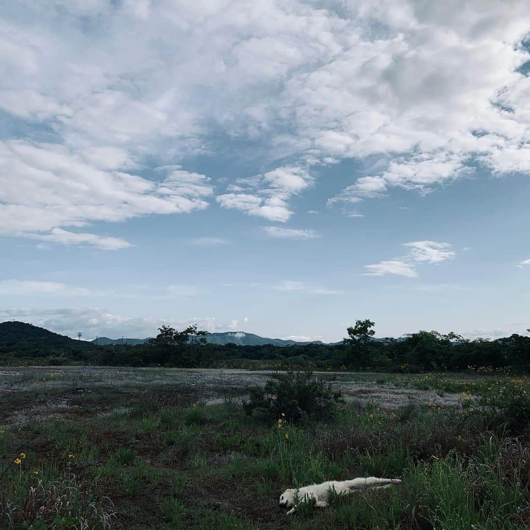 P太郎ママさんのインスタグラム写真 - (P太郎ママInstagram)「果てしない大空と 広い大地のその中で〜♪ ・ 🌅 雨上がりの早朝は、 ドラマチック！ だんだん明けてくる感じが好きーーー。 🩰🩰 ・ 転がるなよっ！！！」5月17日 10時56分 - ptarodada