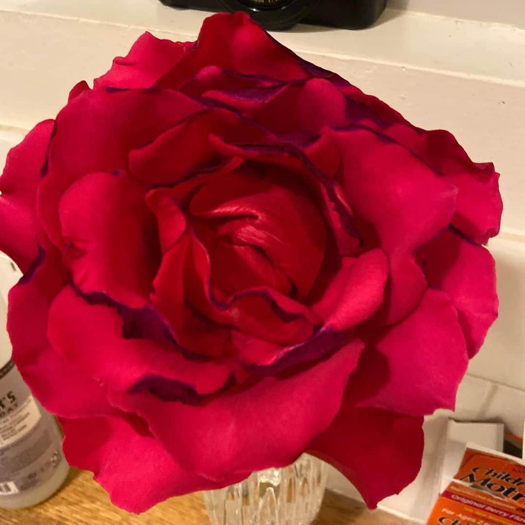 ブリー・ターナーさんのインスタグラム写真 - (ブリー・ターナーInstagram)「I love my bitchy little show off rose.」5月17日 11時18分 - realbreeturner