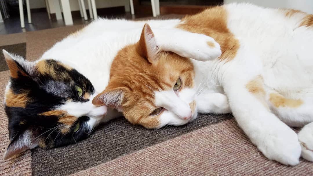 小堀正博のインスタグラム：「よー、にーちゃん、仲良くしよーぜ。  #猫 #ねこ #ネコ #もふもふ #ねこ部 #にゃんこ #猫部 #ふわもこ部 #茶トラ白 #にゃんすたぐらむ #ぬこ #にゃんだふるらいふ #みんねこ #ペコねこ部 #かわいい #kitty #茶トラ白 #catsofinstagram #cats #catstagram#neko #catsagram #model #instagramjapan #三毛猫」