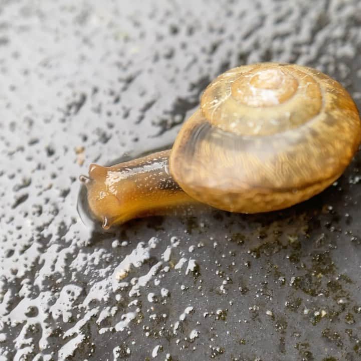 山人のグルメインスタ