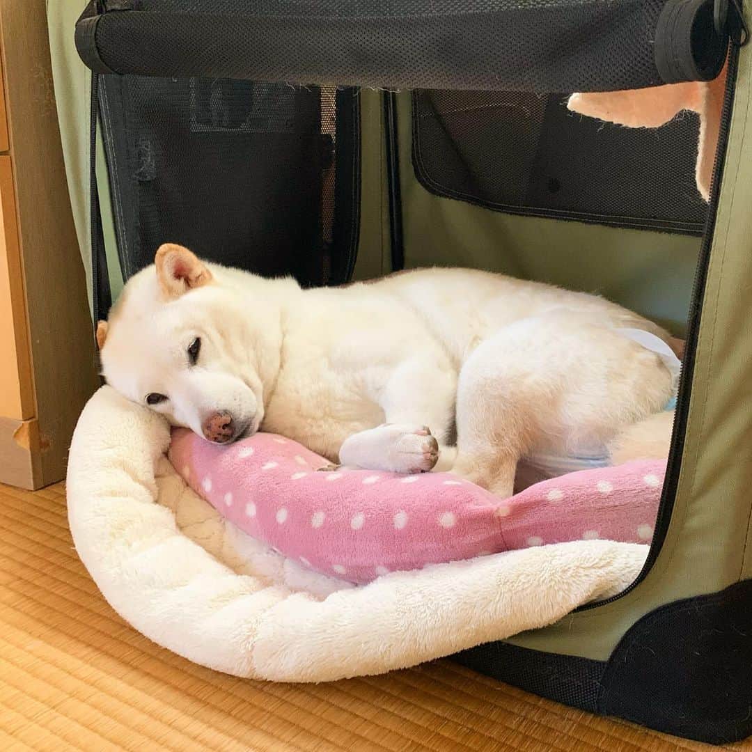 さなのインスタグラム