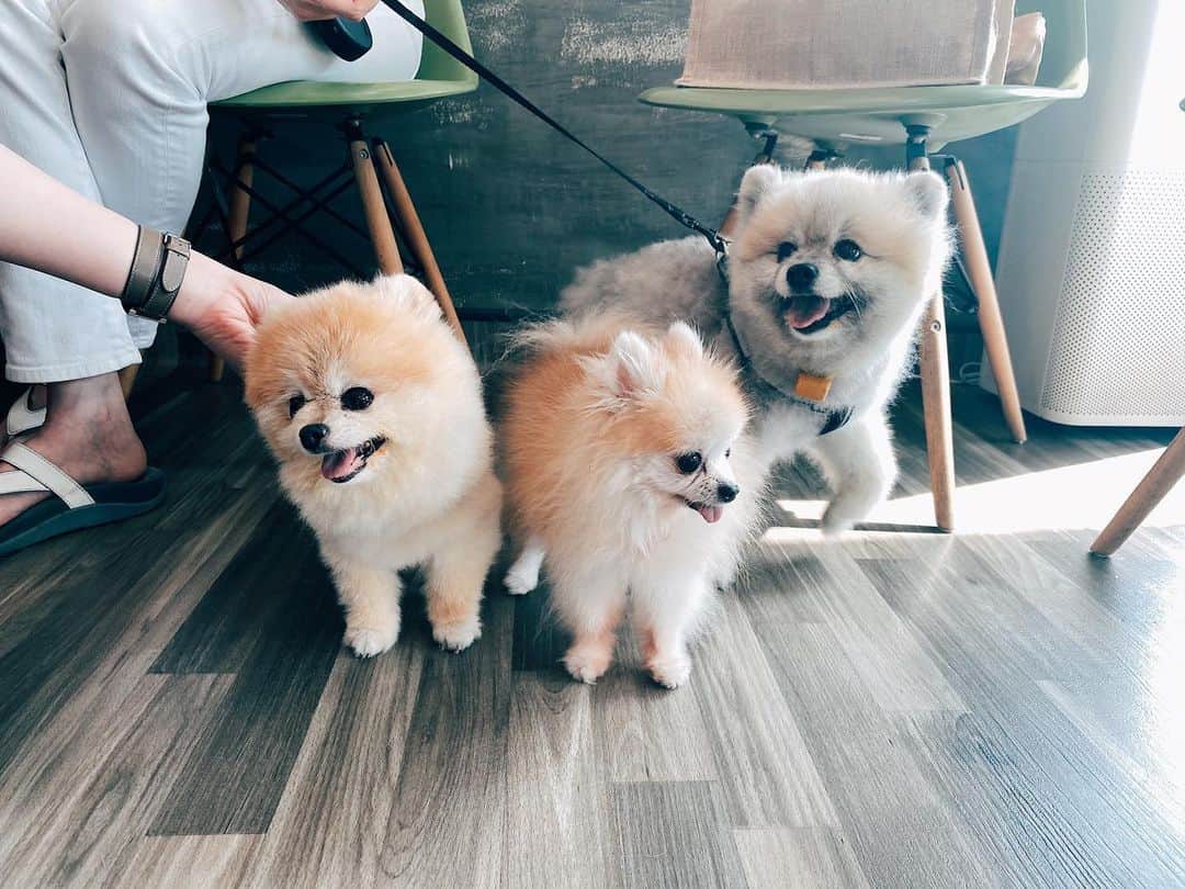 r_oseのインスタグラム：「Hello Ella 🐹 Hello Chuffy 🐨 @missdiad」