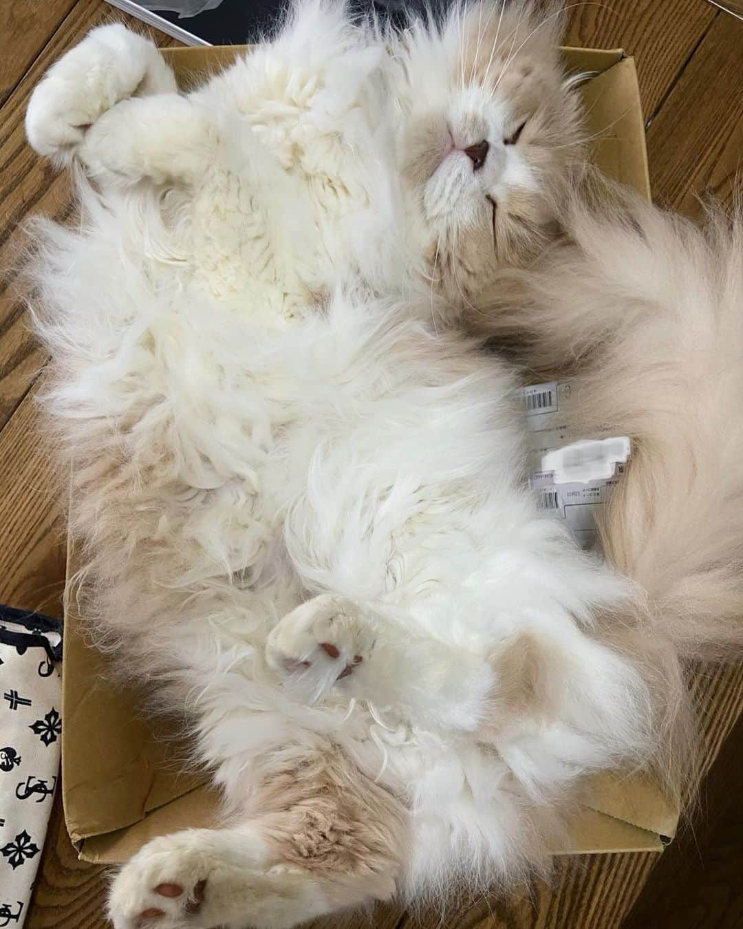 のインスタグラム：「今1番モシャモシャな時期🐱 毛抜けすんごい💦」