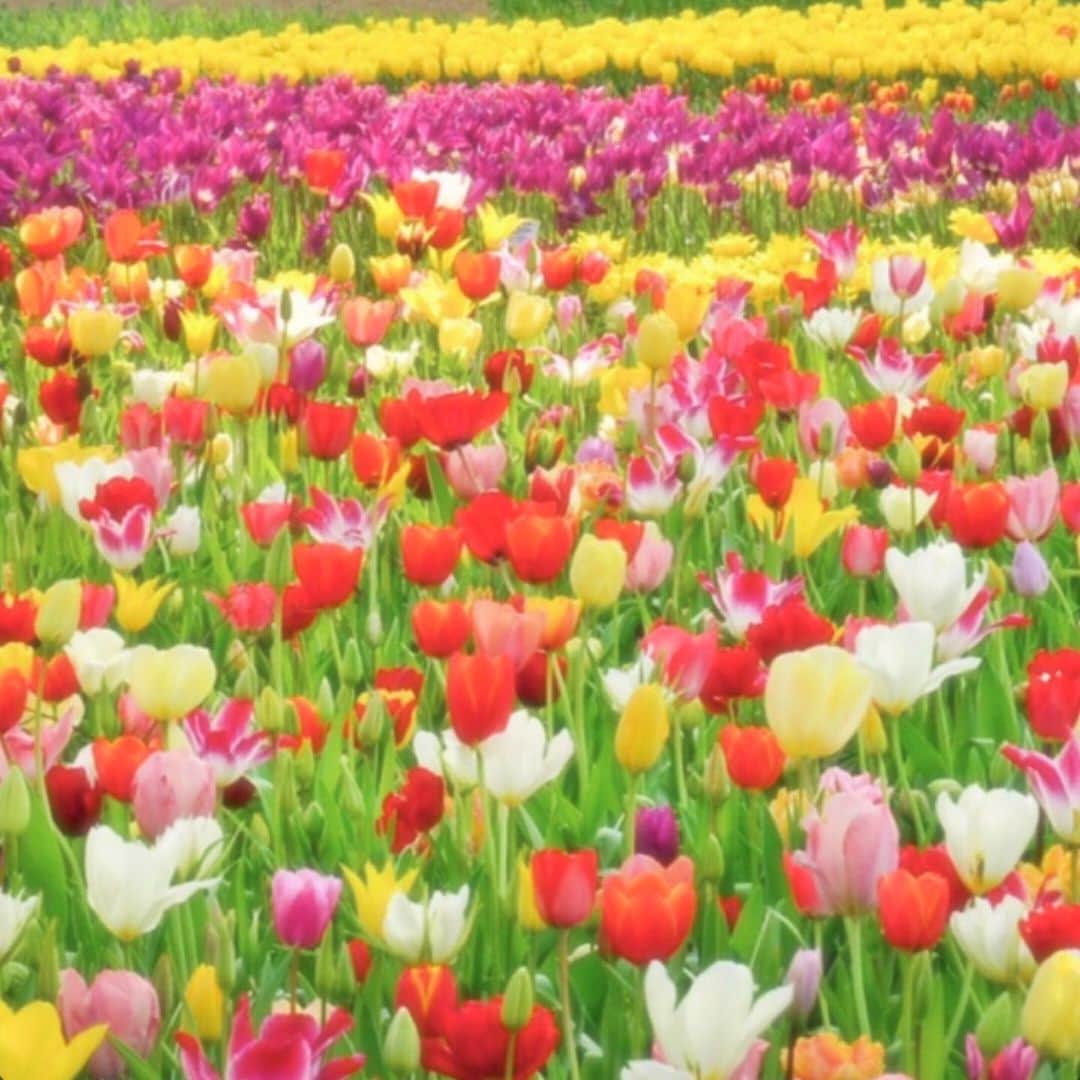 愛風ゆめさんのインスタグラム写真 - (愛風ゆめInstagram)「一面チューリップ🌷🌷🌷 😍💋 #チューリップ　#tulips #repost  @hitachikaihin」5月17日 12時39分 - yume_aikaze
