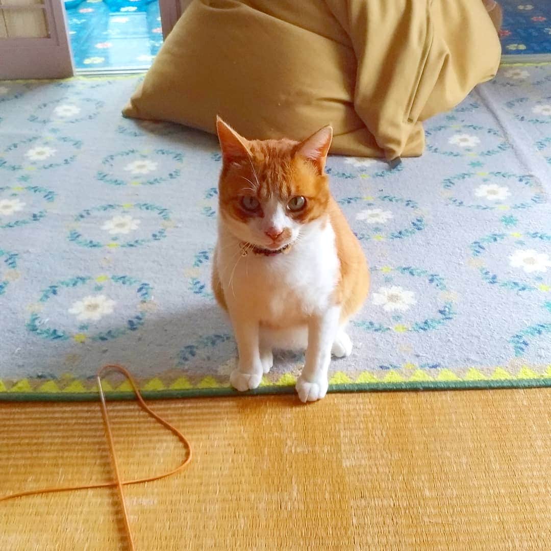 高口里純さんのインスタグラム写真 - (高口里純Instagram)「見てる😑シャアさん😼  #猫#茶白猫#ねこすたぐらむ #にゃんすたぐらむ🐾  #cat#catstagram #pet」5月17日 12時39分 - takaguchijay