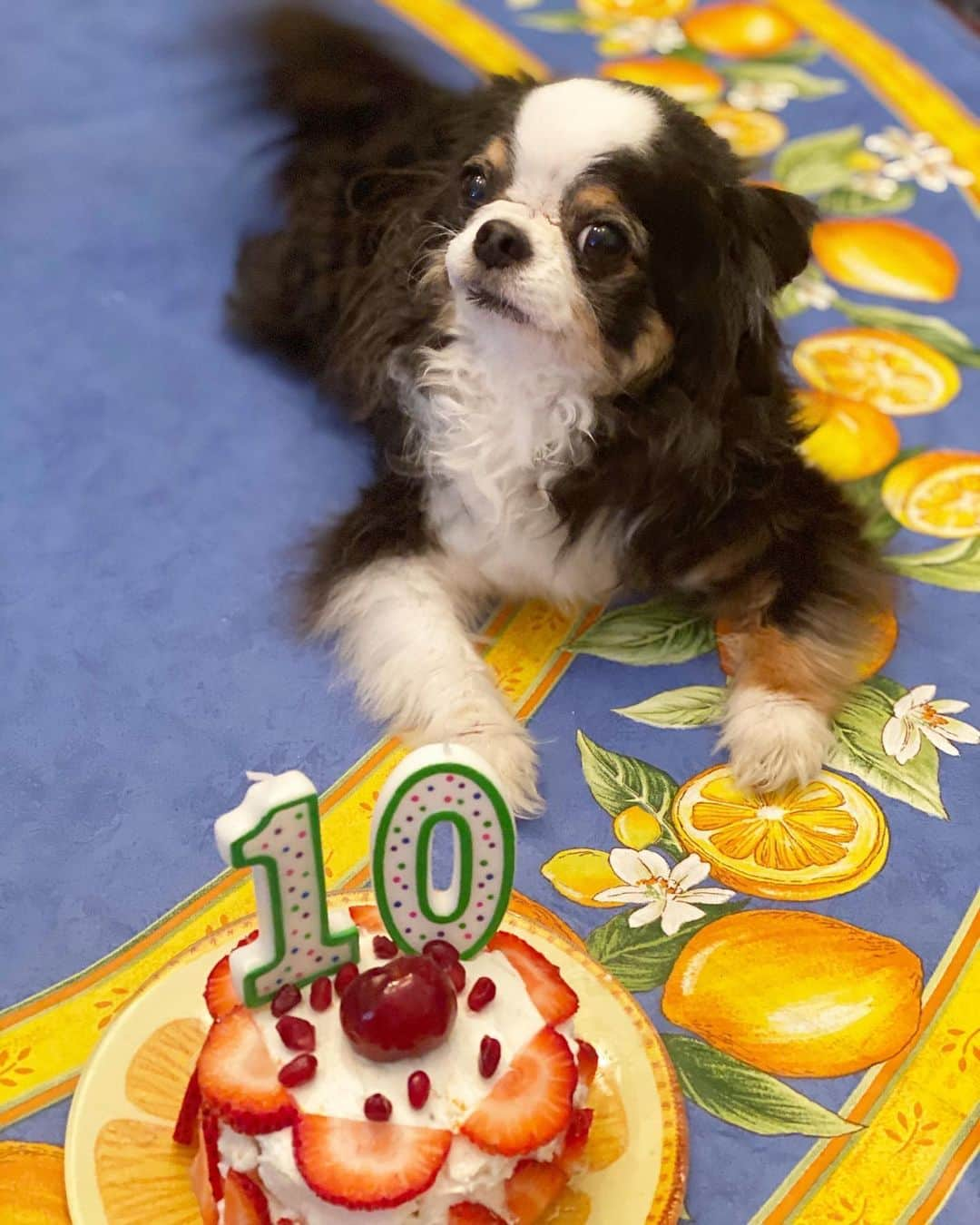 和央ようかさんのインスタグラム写真 - (和央ようかInstagram)「Made a birthday cake for Dondon 🎂🐶😘👍 どんどん🐶にワンちゃん用のバースデーケーキを作ってお祝いしたよ🎂🐶気持ちはいっぱい❤️🎂 #takakonystylin🍎 #nylife #lifestyle #i❤️ny #birthdaydog #birthdaycake #dondon🐶#どんどん🐶#chihuahua #チワワ #バースデードッグ#yokawao#和央ようか」5月17日 13時31分 - yokawao0215