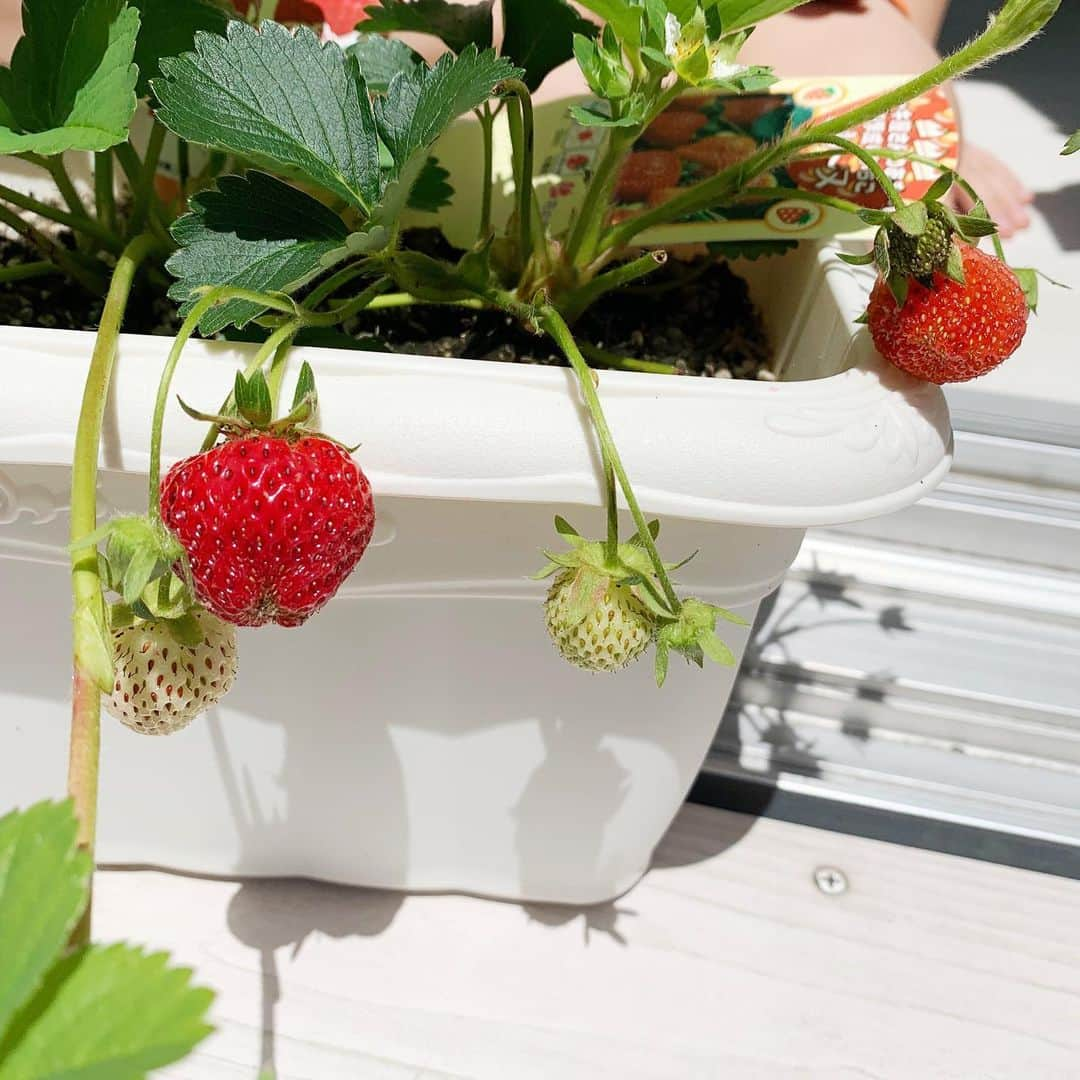 杉浦太陽さんのインスタグラム写真 - (杉浦太陽Instagram)「プランターの苺🍓がどんどん赤くなってきた(^^) @sugiurataiyou_official  #セイアが待ち遠しくしてた #プランターの苺 #どんどん出来てきた」5月17日 13時32分 - sugiurataiyou_official