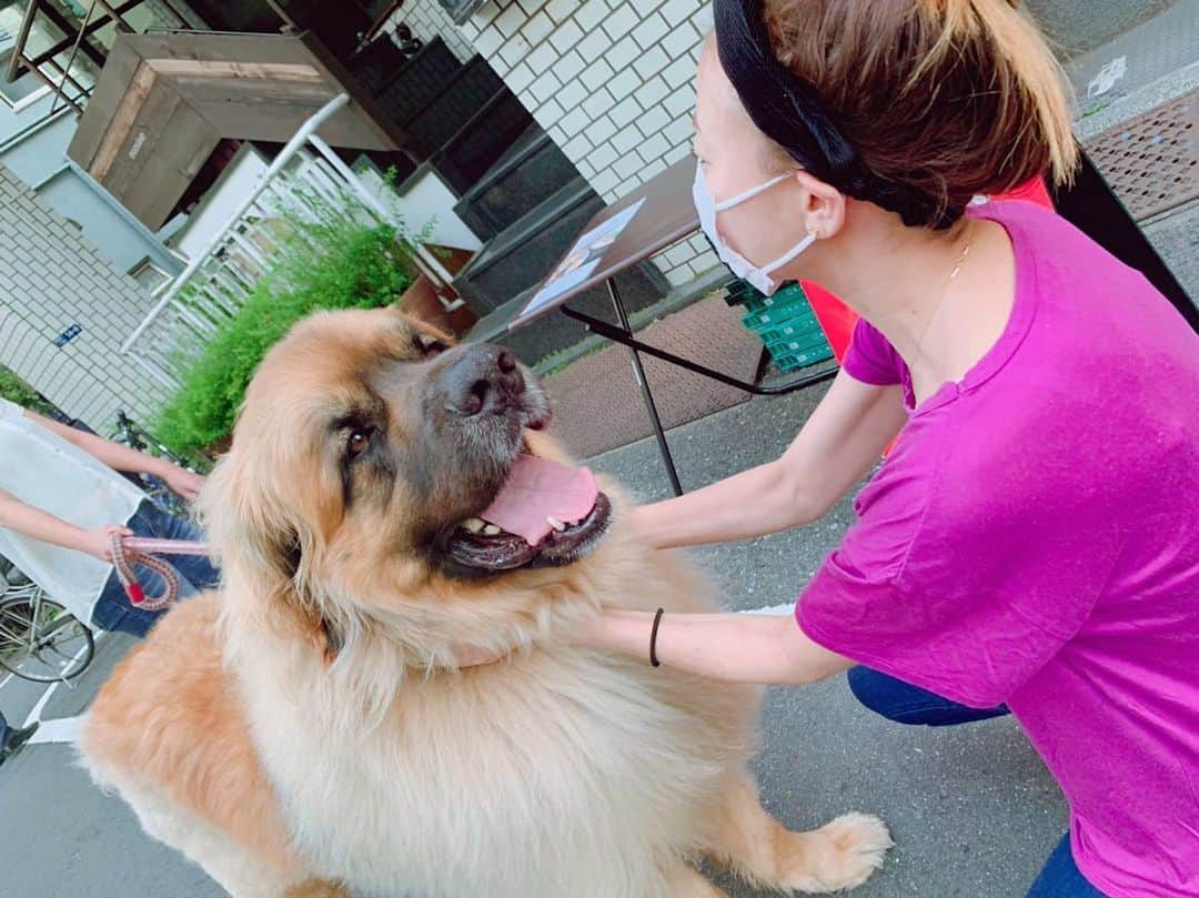 あびる優さんのインスタグラム写真 - (あびる優Instagram)「お散歩中に出会ったわんちゃん🐶💕 とーても大きくて、穏やかで、可愛かった🥰65キロもあるんだって😮  #dog#smile#leonberger#わんちゃん#犬#🐶#かわいい#レオンベルガー#❤️」5月17日 13時52分 - yuabiru74