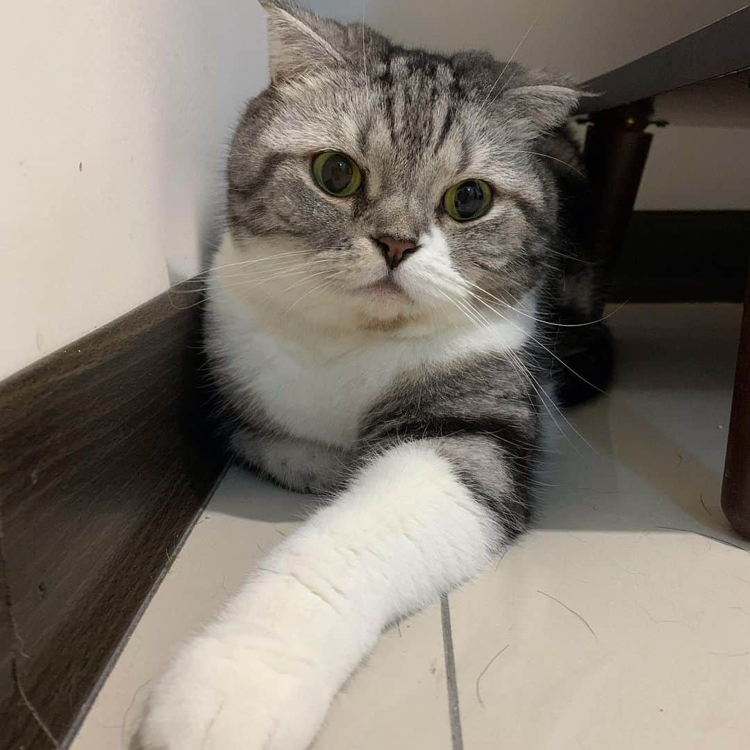KATSUOのインスタグラム：「部屋のあらゆるところに毛を落とす . #cat #catsofinstagram #instacat #cutecat #katsuo #掃除機壊れた」