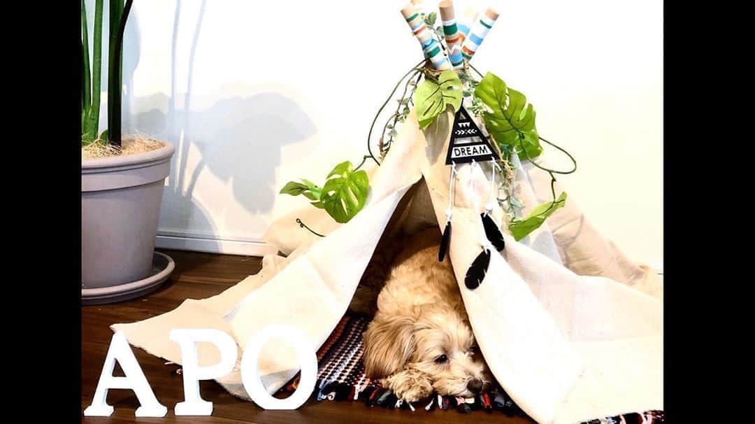 平岡祐太さんのインスタグラム写真 - (平岡祐太Instagram)「犬のテントをDIYしてみました！  ヒロミさんが部屋をリフォームする番組を みているとDIYしたくなって、 うちには犬のゲージがないので くつろげる個室が欲しいなと。  ティピーテントというらしいです。 今のところ、全然入ってくれません笑  #diy #ティピーテント #ティピーテント手作り #いぬすたぐらむ #いぬのいる暮らし #いぬ #マルプー #おうち時間」5月17日 14時09分 - yuta_hiraoka_official