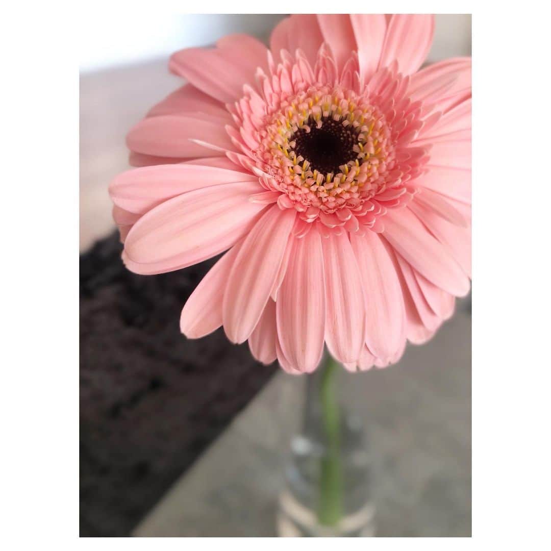 のインスタグラム：「お花が届いたので早速飾ったら、一輪だけで華やかになって嬉しい😌 サーモンピンク？ですかね！元気が出る色だなぁ✨ . . #flowers #flowerstagram #flowerarrangement #flowerlovers #お花 #お花のある暮らし #フラワーアレンジメント #一輪挿し #ガーベラ」