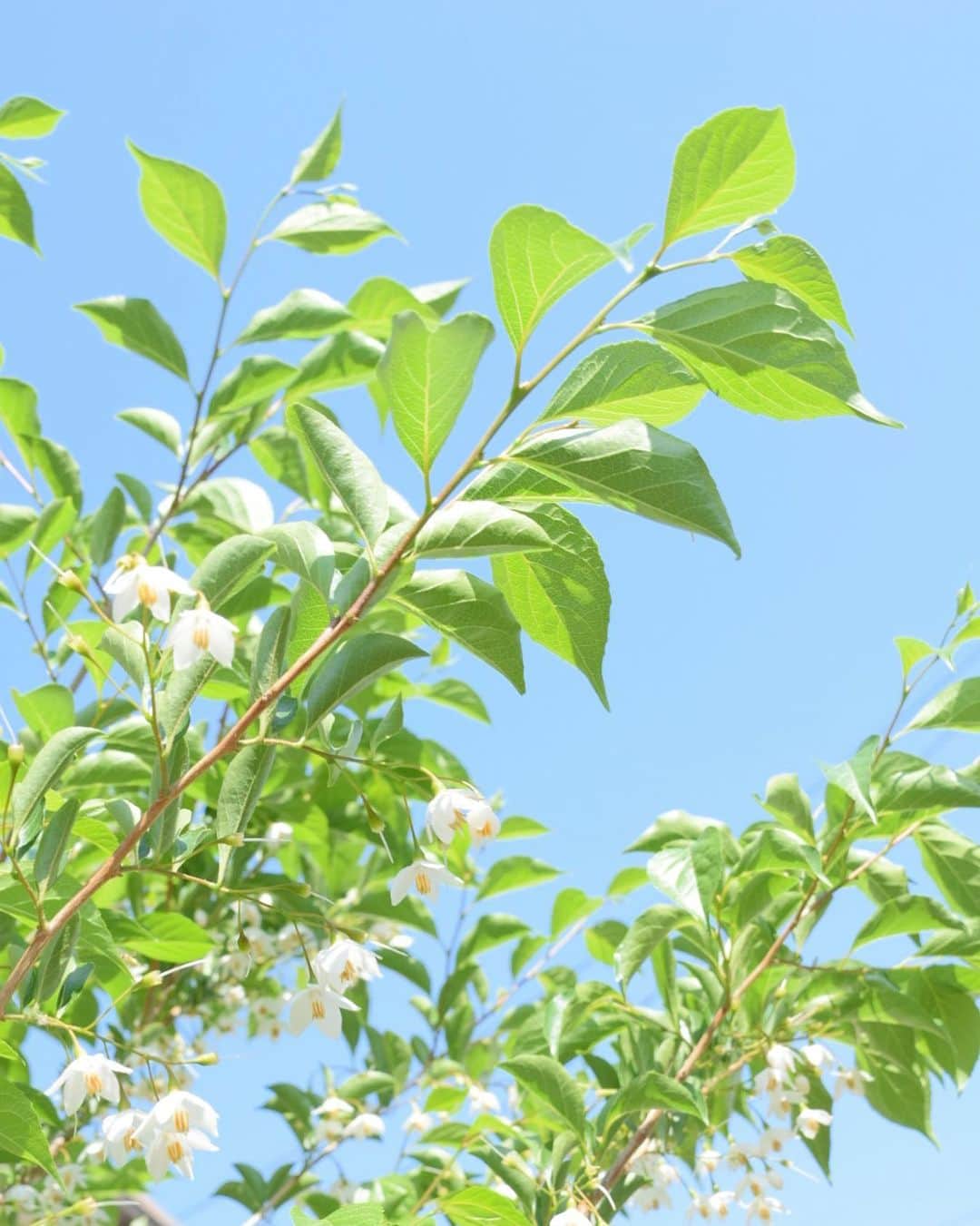清水麻璃亜のインスタグラム：「* 庭の木が花咲いた🌱 春の葉っぱの色も空の色も良い〜〜」