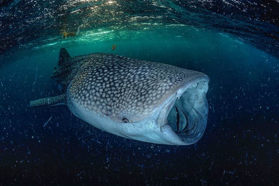 Thomas Peschakさんのインスタグラム写真 - (Thomas PeschakInstagram)「Open up and say Ahh! In the Gulf of Tadjoura off the coast of the small African nation of Djibouti, sub-adult whale sharks gather in large numbers every winter. Together they feast on prolific plankton blooms induced by oceanographic upwelling, spurned on by fierce desert winds. Unpublished photographs from my @natgeo magazine story Seas of Arabia. #whaleshark #djibouti #shark #plankton」5月18日 0時38分 - thomaspeschak