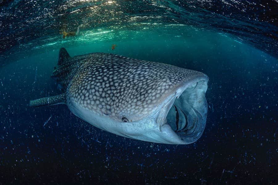 のインスタグラム：「Open up and say Ahh! In the Gulf of Tadjoura off the coast of the small African nation of Djibouti, sub-adult whale sharks gather in large numbers every winter. Together they feast on prolific plankton blooms induced by oceanographic upwelling, spurned on by fierce desert winds. Unpublished photographs from my @natgeo magazine story Seas of Arabia. #whaleshark #djibouti #shark #plankton」
