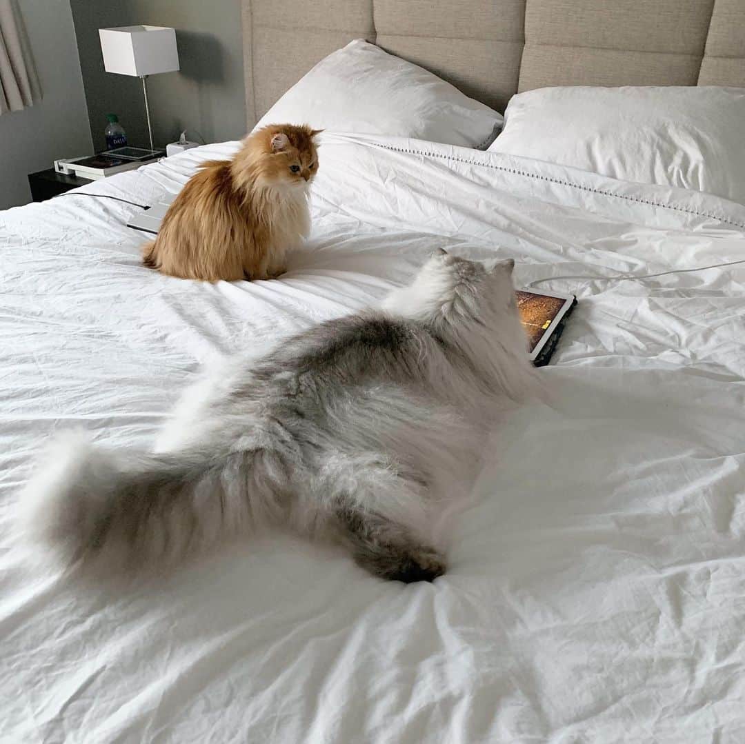 のインスタグラム：「Showing your bestie a video.」