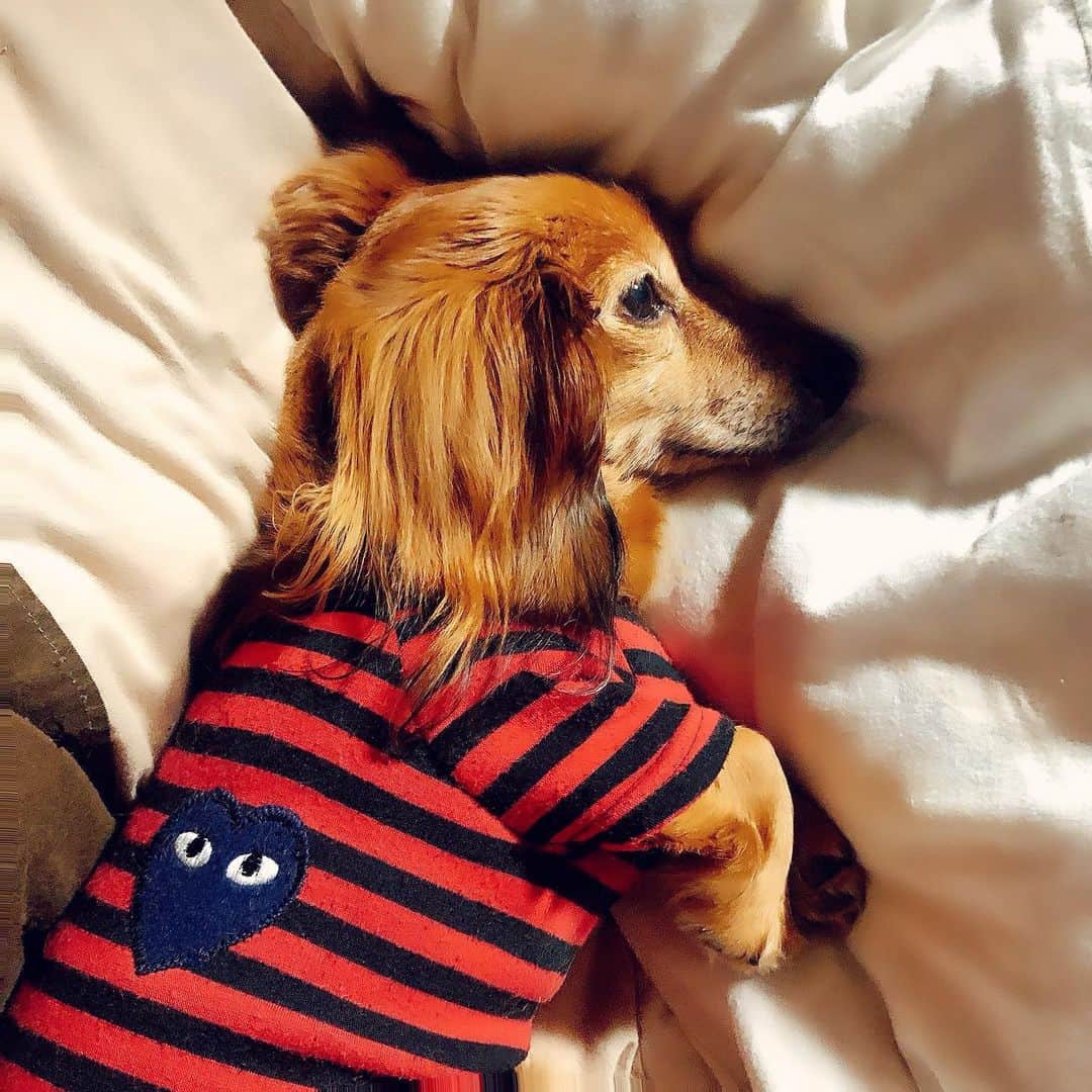 太田江莉奈さんのインスタグラム写真 - (太田江莉奈Instagram)「sleep well 🛌. .  #goodnight  #puppy#doglife  #miniaturedachshund  #dachshund#bedtime」5月18日 1時36分 - erina_o_
