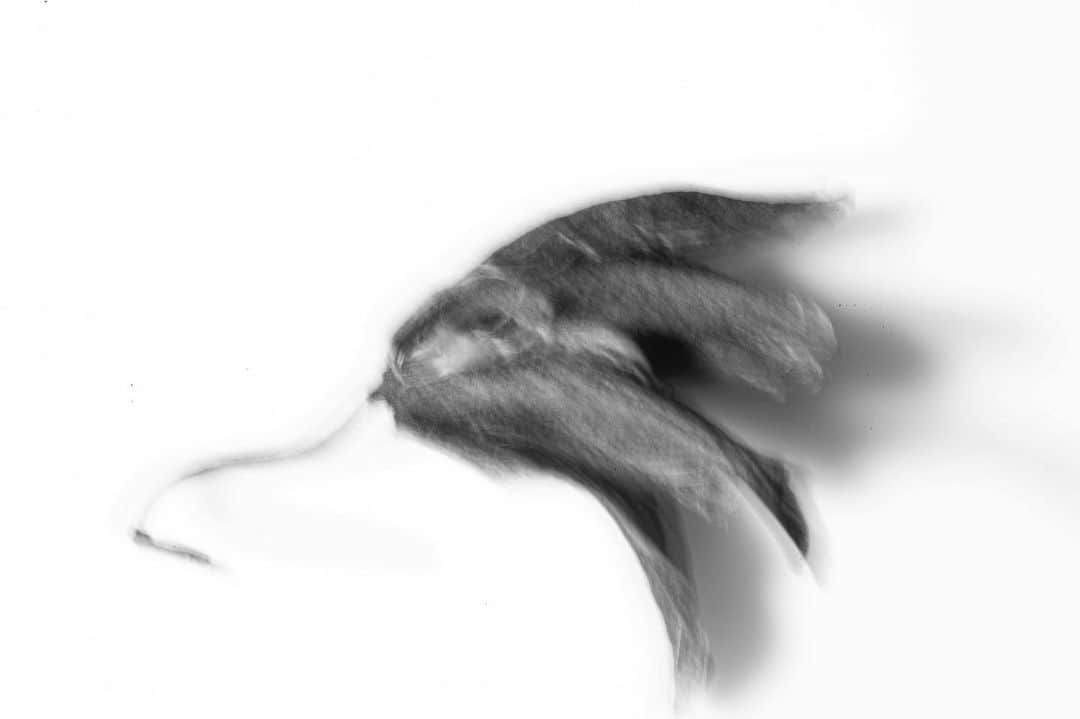 のインスタグラム：「Withered #photography #photographer #artwork #notart #nikondf #nikkor55mmmicro @nikonjp」