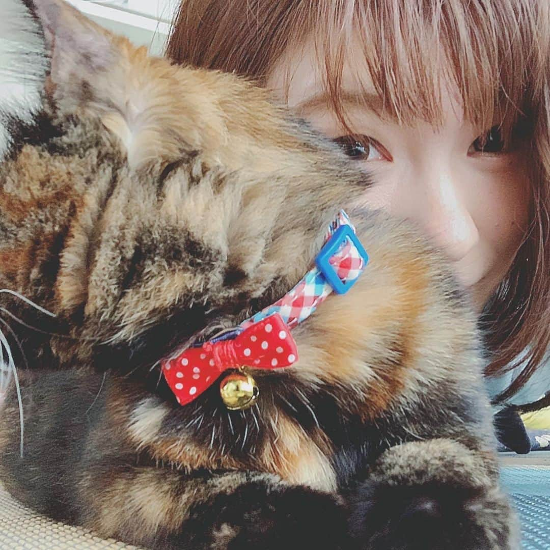 枝川結花さんのインスタグラム写真 - (枝川結花Instagram)「． おひさしぶりの、 MiLOちゃんです🐈🥛 おっきくなったよー！ ． 元気いっぱい走り回るけど 踏み外したりすべったり〜💧 ちょっとおっちょこちょいな 男勝りな甘え上手Miloちゃん❗️(メスです) ． １歳になりました🌟 ． ネコと写真撮るのむつかしい。 ． #子猫から成猫へ#ねこすたぐらむ #ねこのいる生活#保護猫#もふもふ猫 🐈🐾🤍🖤🤍🖤 ．」5月17日 16時52分 - edagwyk84