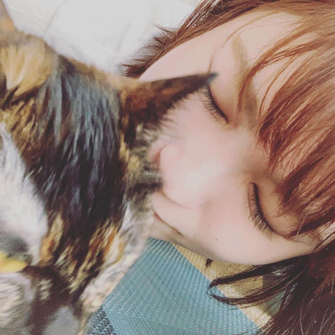 枝川結花のインスタグラム：「． おひさしぶりの、 MiLOちゃんです🐈🥛 おっきくなったよー！ ． 元気いっぱい走り回るけど 踏み外したりすべったり〜💧 ちょっとおっちょこちょいな 男勝りな甘え上手Miloちゃん❗️(メスです) ． １歳になりました🌟 ． ネコと写真撮るのむつかしい。 ． #子猫から成猫へ#ねこすたぐらむ #ねこのいる生活#保護猫#もふもふ猫 🐈🐾🤍🖤🤍🖤 ．」