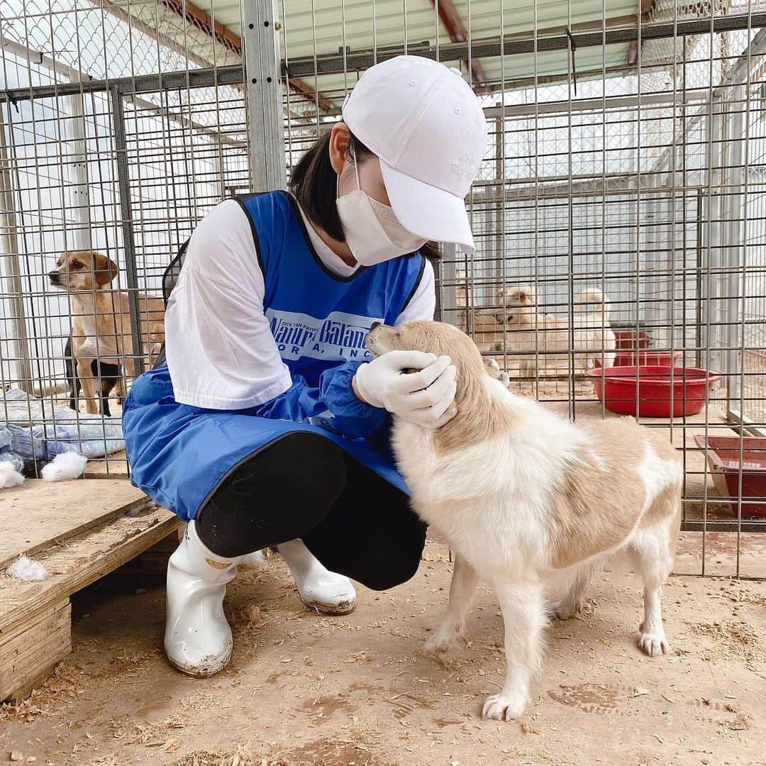 ガヨン さんのインスタグラム写真 - (ガヨン Instagram)「내 눈엔 믹스견들이 제일 귀여운데 언제나 보호소엔 믹스견들이 제일 많다ㅜㅜ 눈 다친 아이, 다리 다친 아이, 마음 다친 아이.. 어떻게 오게 됐는지는 모르겠지만 모두가 사람 때문이 아니었으면 좋겠다.. - ‘애린원’에는 지금 평생 함께 할 가족을 기다리는 강아지들과 중성화 수술을 해야하는 강아지들이 정말 많습니다. 모두 많은 관심 가져주셨으면 좋겠습니다 🙏🏻🙏🏻🙏🏻 - #블루엔젤봉사단 #애린원 #네츄럴발란스 #유기견 #강아지 #사지말고입양하세요」5月17日 17時08分 - gy._.1202