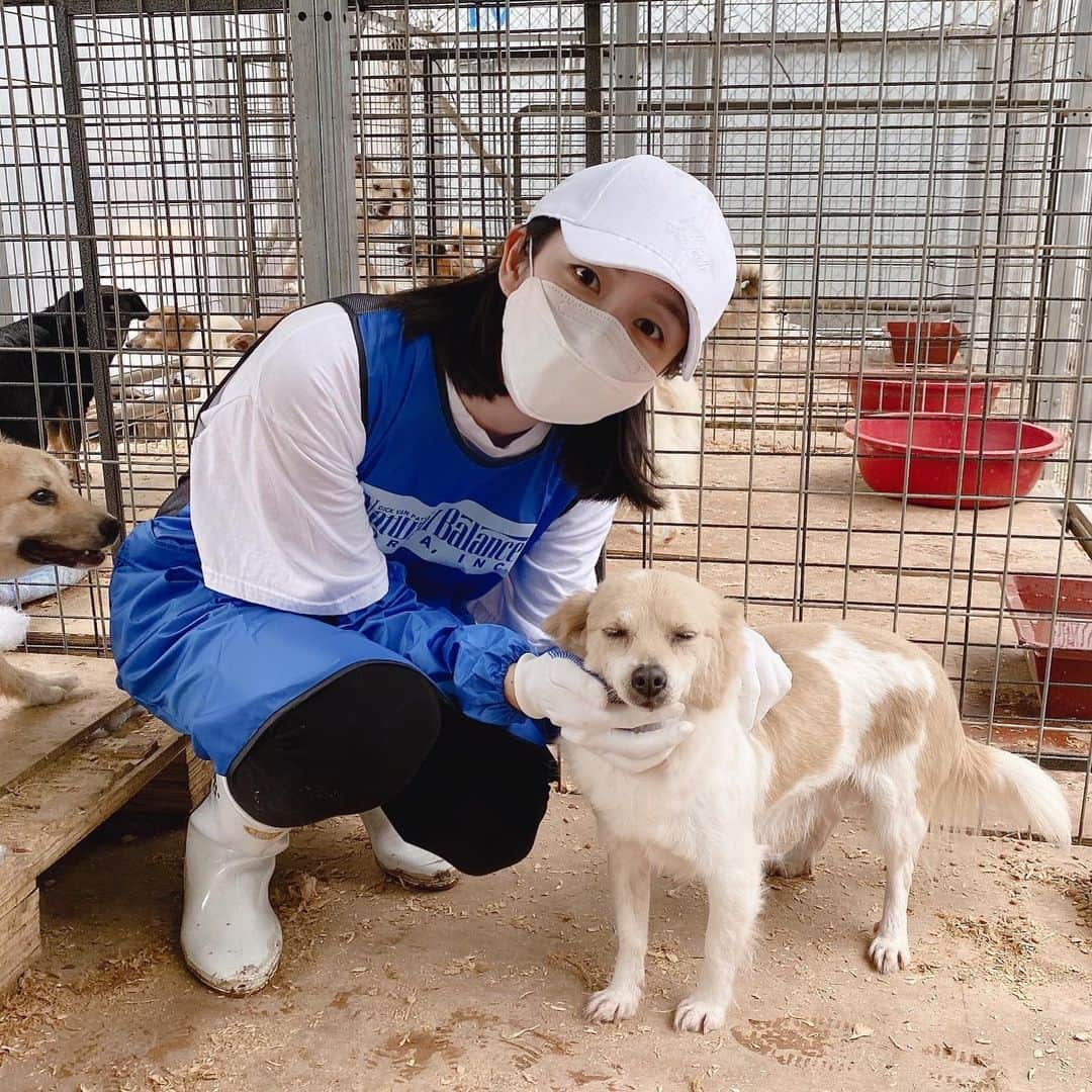 ガヨン さんのインスタグラム写真 - (ガヨン Instagram)「내 눈엔 믹스견들이 제일 귀여운데 언제나 보호소엔 믹스견들이 제일 많다ㅜㅜ 눈 다친 아이, 다리 다친 아이, 마음 다친 아이.. 어떻게 오게 됐는지는 모르겠지만 모두가 사람 때문이 아니었으면 좋겠다.. - ‘애린원’에는 지금 평생 함께 할 가족을 기다리는 강아지들과 중성화 수술을 해야하는 강아지들이 정말 많습니다. 모두 많은 관심 가져주셨으면 좋겠습니다 🙏🏻🙏🏻🙏🏻 - #블루엔젤봉사단 #애린원 #네츄럴발란스 #유기견 #강아지 #사지말고입양하세요」5月17日 17時08分 - gy._.1202