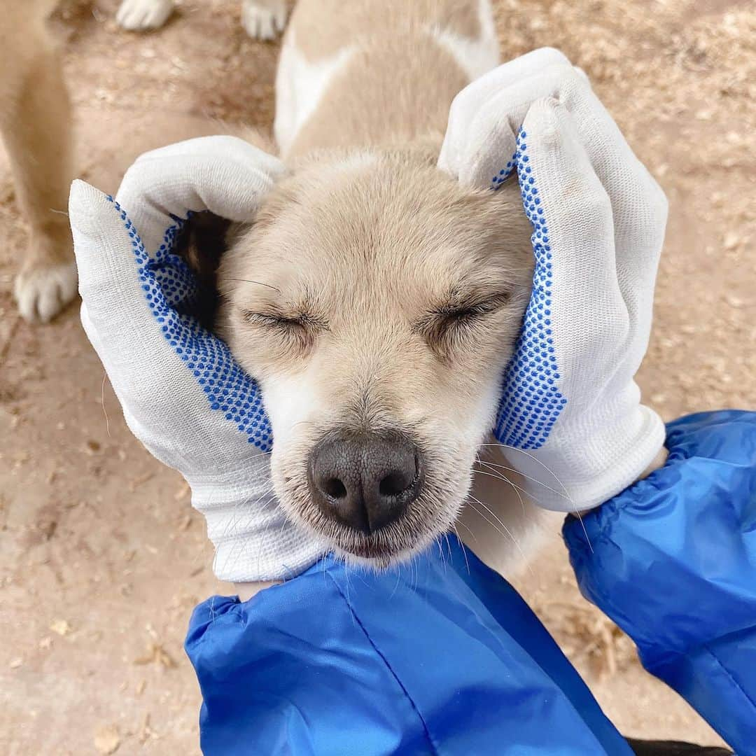 ガヨン さんのインスタグラム写真 - (ガヨン Instagram)「내 눈엔 믹스견들이 제일 귀여운데 언제나 보호소엔 믹스견들이 제일 많다ㅜㅜ 눈 다친 아이, 다리 다친 아이, 마음 다친 아이.. 어떻게 오게 됐는지는 모르겠지만 모두가 사람 때문이 아니었으면 좋겠다.. - ‘애린원’에는 지금 평생 함께 할 가족을 기다리는 강아지들과 중성화 수술을 해야하는 강아지들이 정말 많습니다. 모두 많은 관심 가져주셨으면 좋겠습니다 🙏🏻🙏🏻🙏🏻 - #블루엔젤봉사단 #애린원 #네츄럴발란스 #유기견 #강아지 #사지말고입양하세요」5月17日 17時08分 - gy._.1202