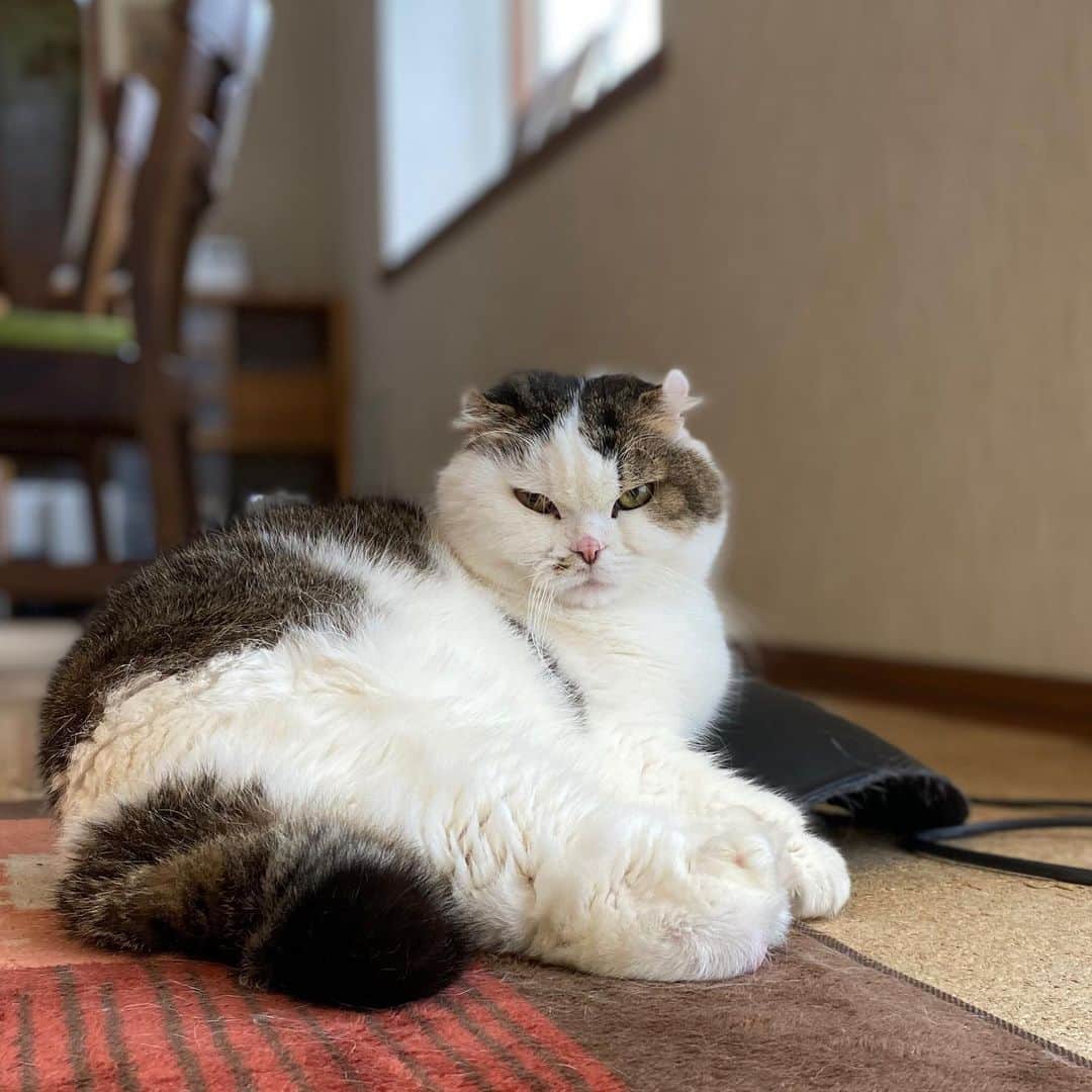 8n21のインスタグラム：「年々険しくなる… #いぶし銀 #まだまだstayhome  #cats #ねこ部」