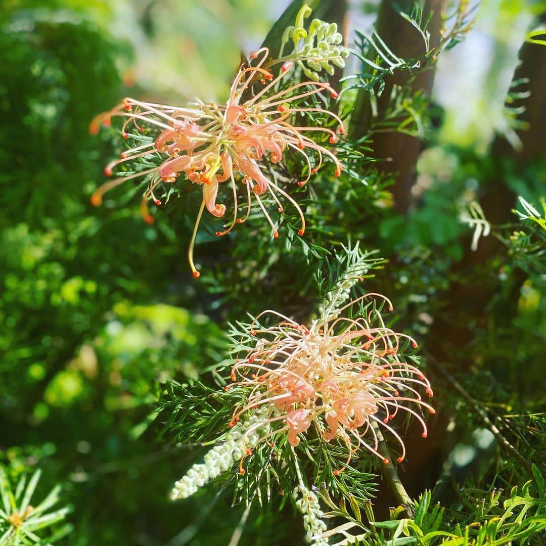 伊藤直樹さんのインスタグラム写真 - (伊藤直樹Instagram)「ピーチアンドクリームなんていうハーゲンダッツみたいな名前がついたグレビレア。グレビレアの花は蜘蛛の形に似てることから通称スパイダーフラワーと言われるらしいです。STAY HOMEで水も肥料もかなりやる回数が増えてるので花付きも葉色もまったく違う。 #grevillea  #australianplants  #housegarden #葉山」5月17日 17時04分 - naokiitoparty